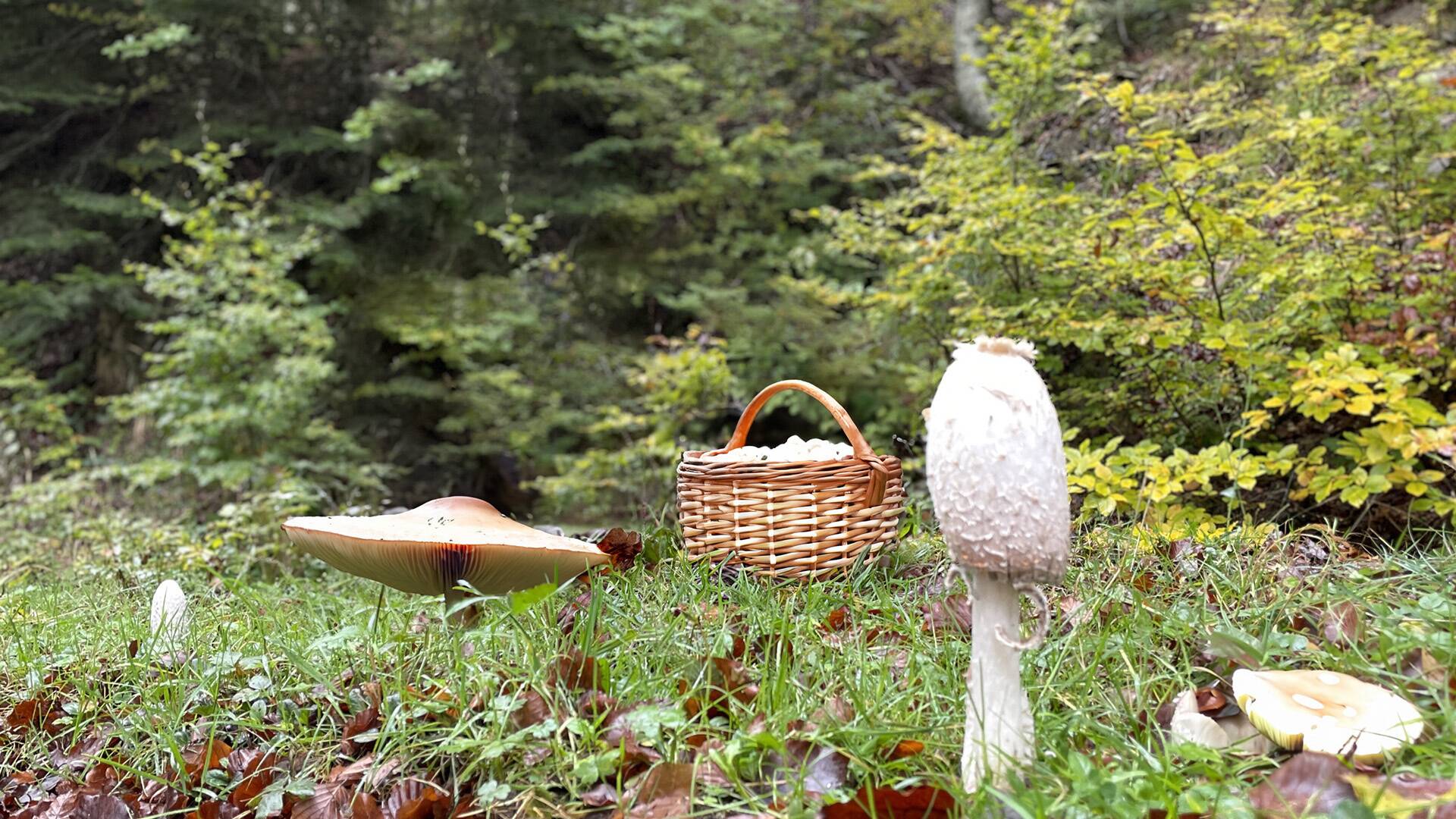 La cocina mágica de...: Perrechicos y colmenillas en Asturias