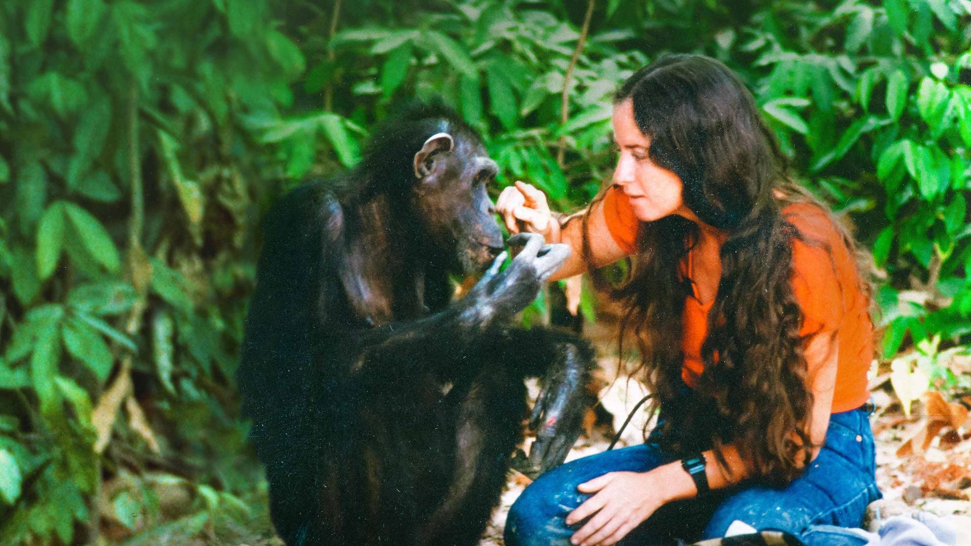 Lucy, el chimpancé humano