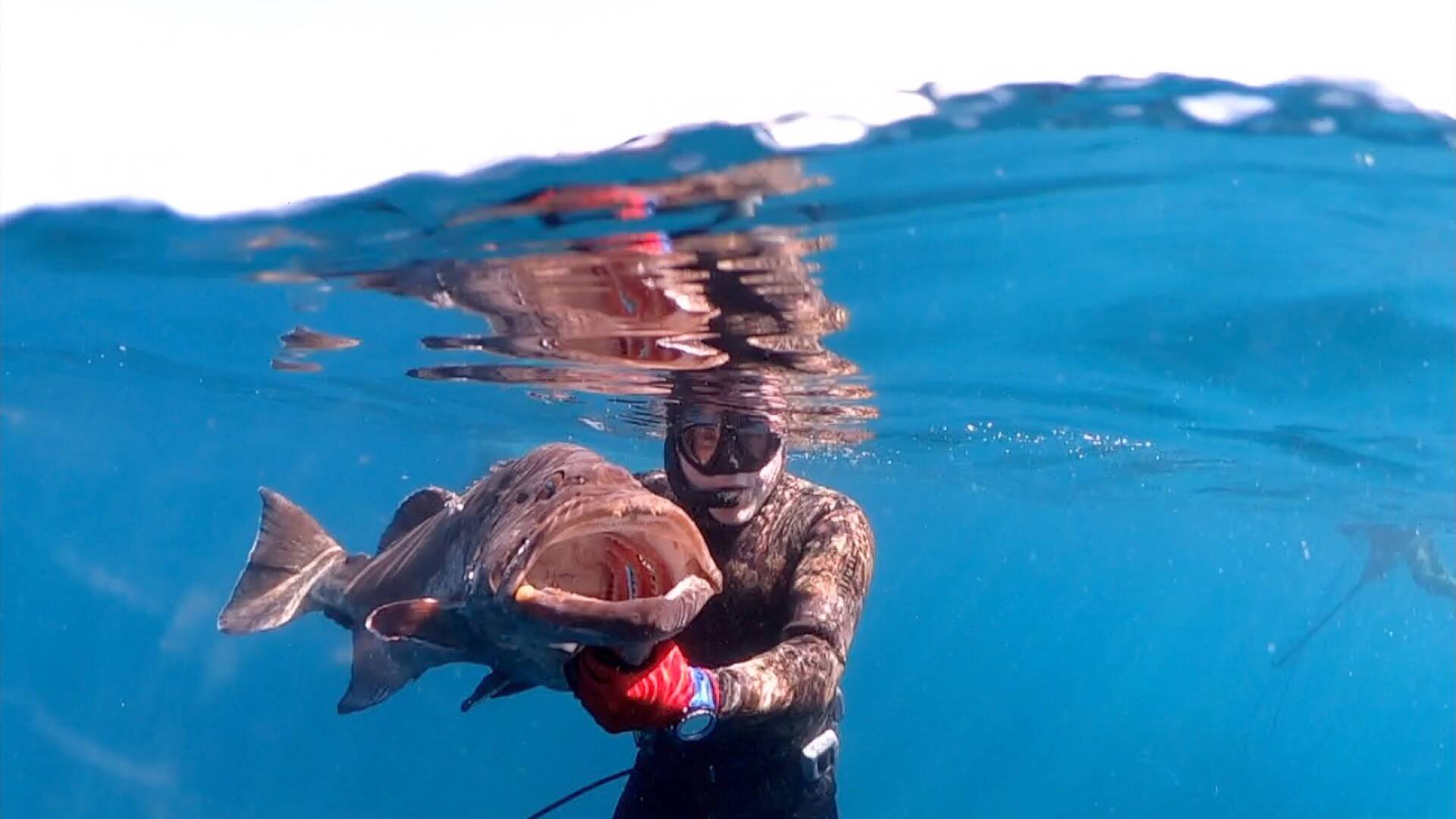 Pescasub, grandes meros del Pacífico