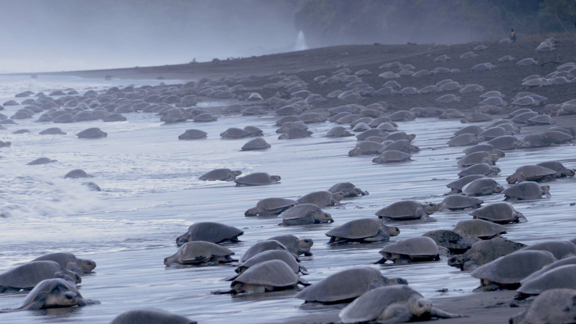 ¿Las últimas tortugas?