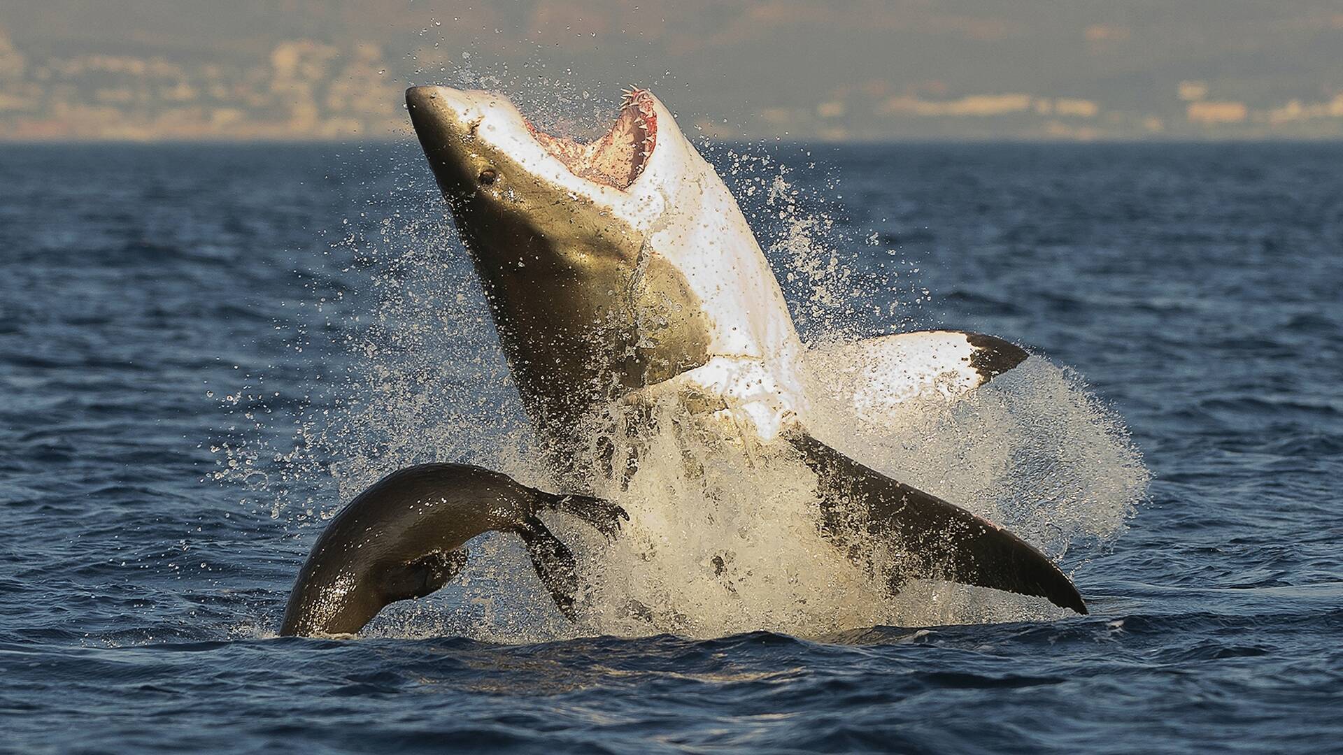 Los tiburones más peligrosos del mundo