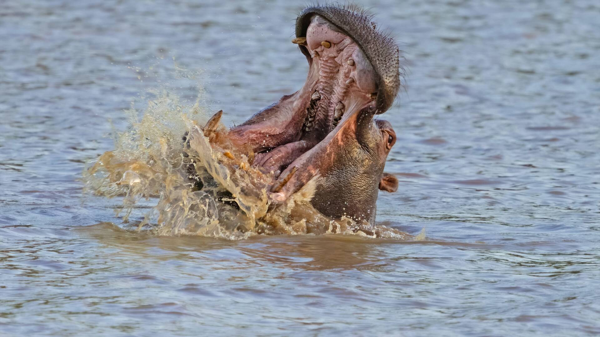 Hipopótamos y cocodrilos con Steve Backshall