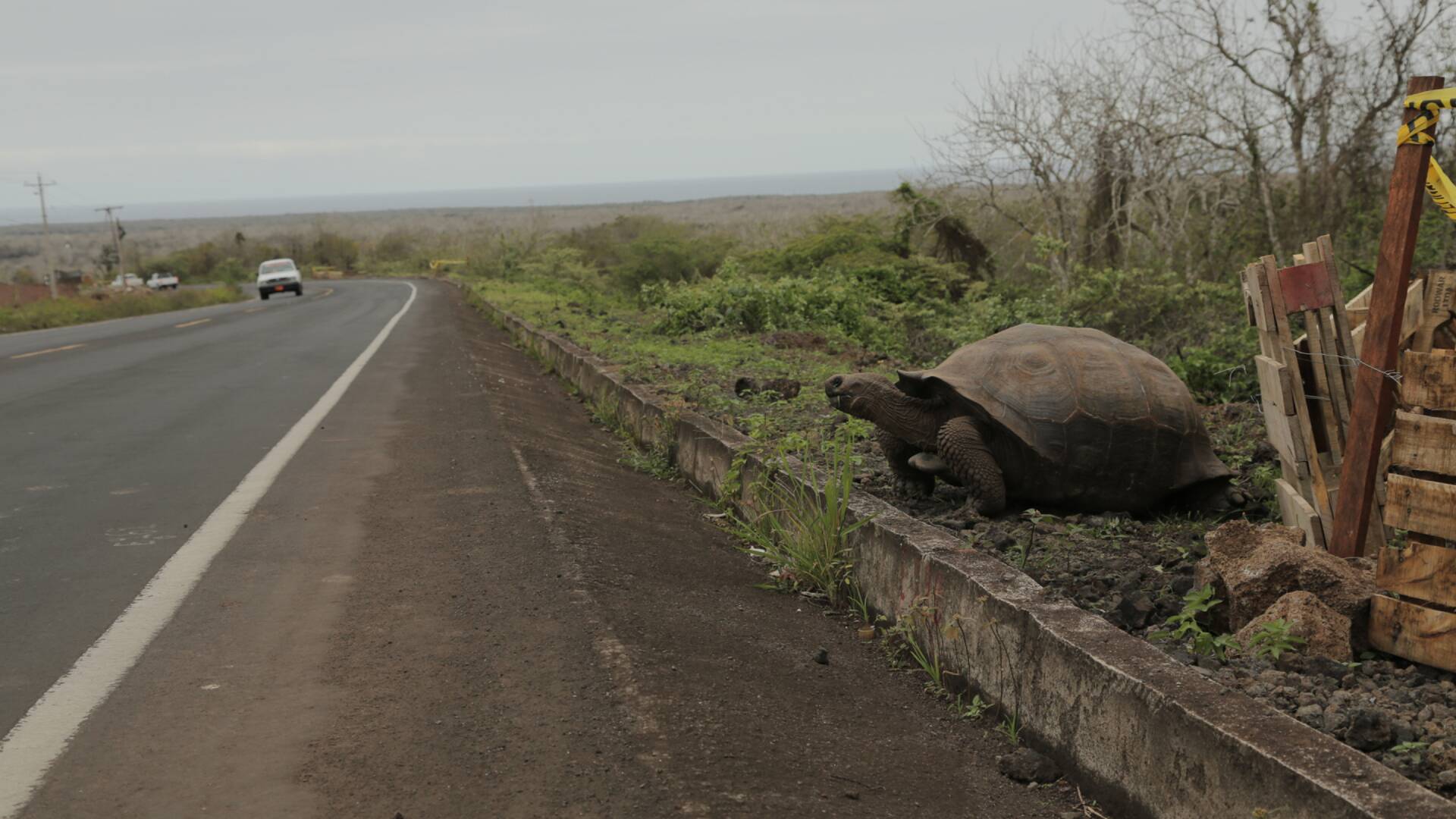 Especies En Peligro: El hogar de los cocodrilos