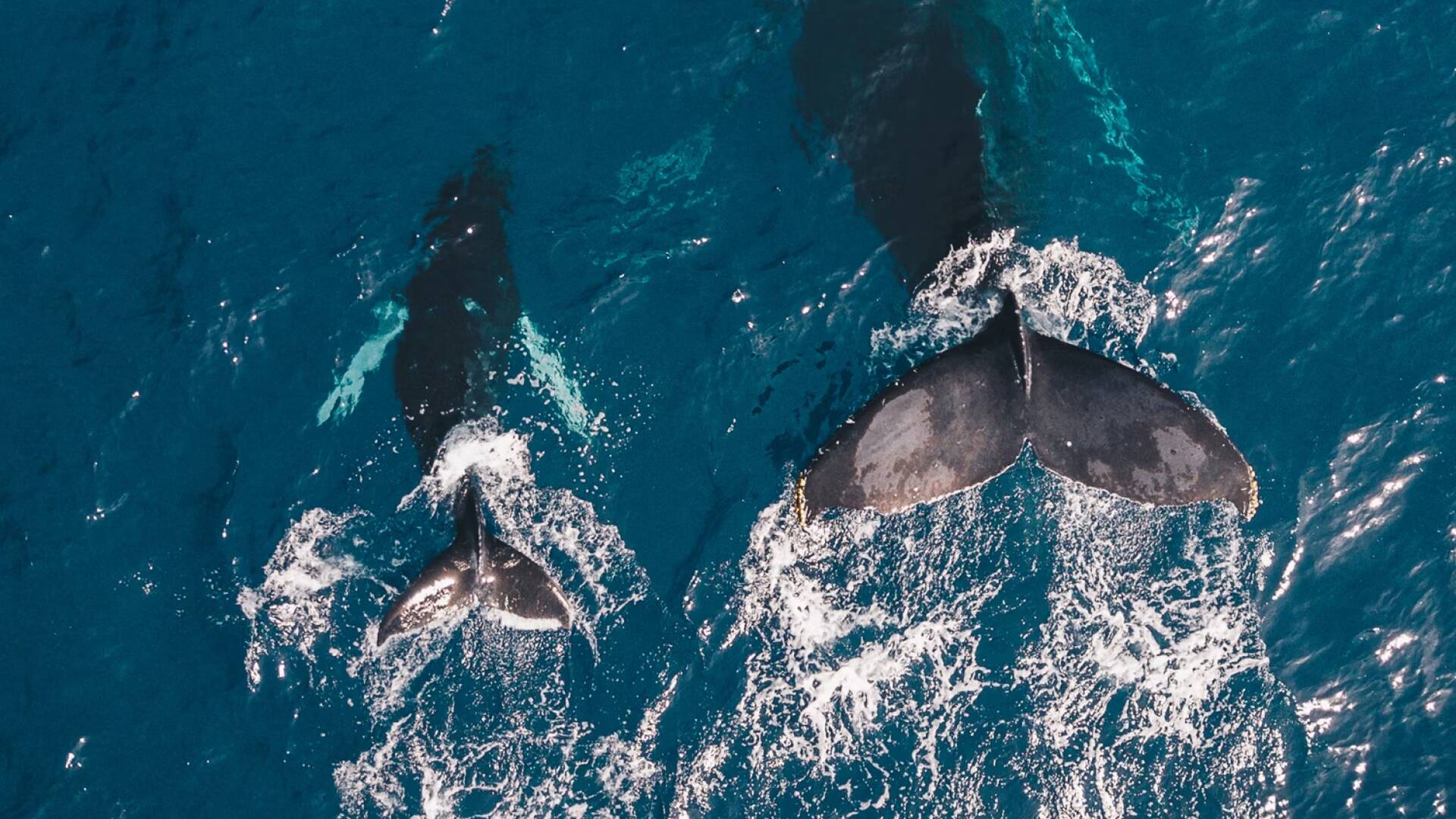 Ballenas: El reino de la ballena asesina