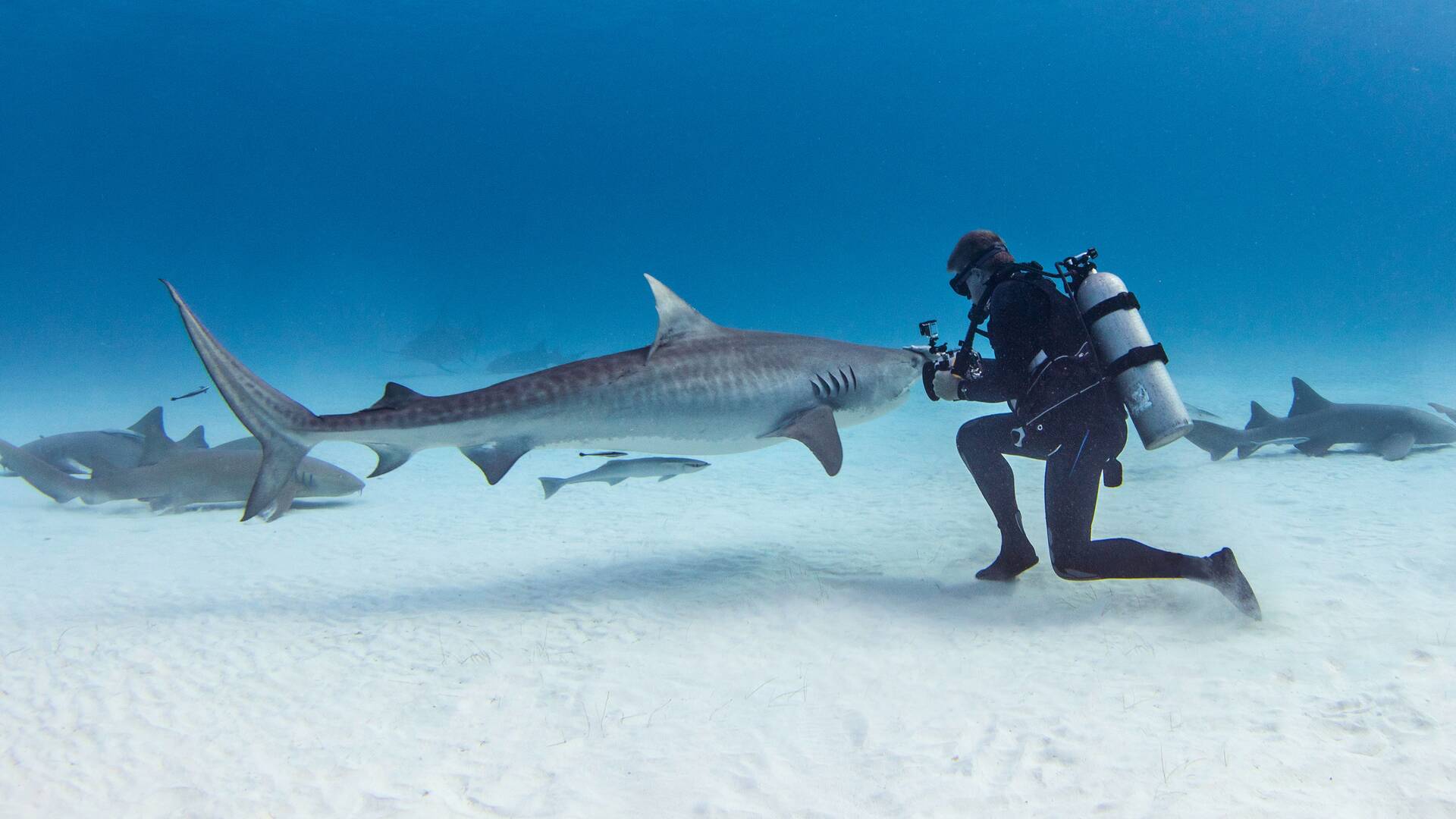 Tiburones en peligro