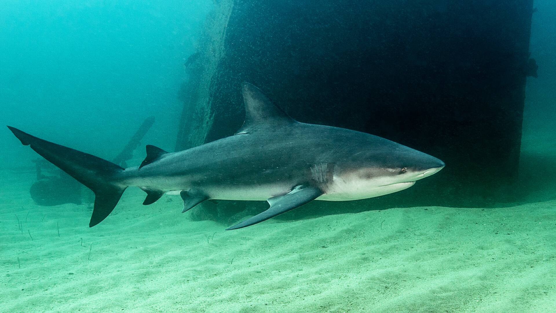 Los tiburones de la isla fantasma