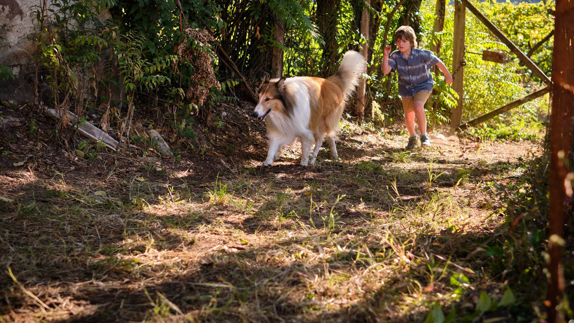 Lassie. Una nueva aventura