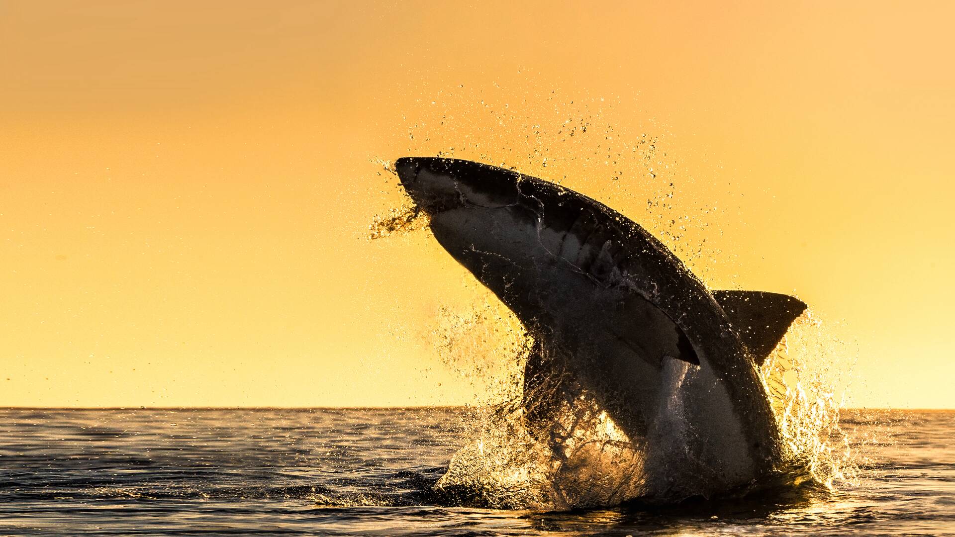 Shark week: lo mejor del año