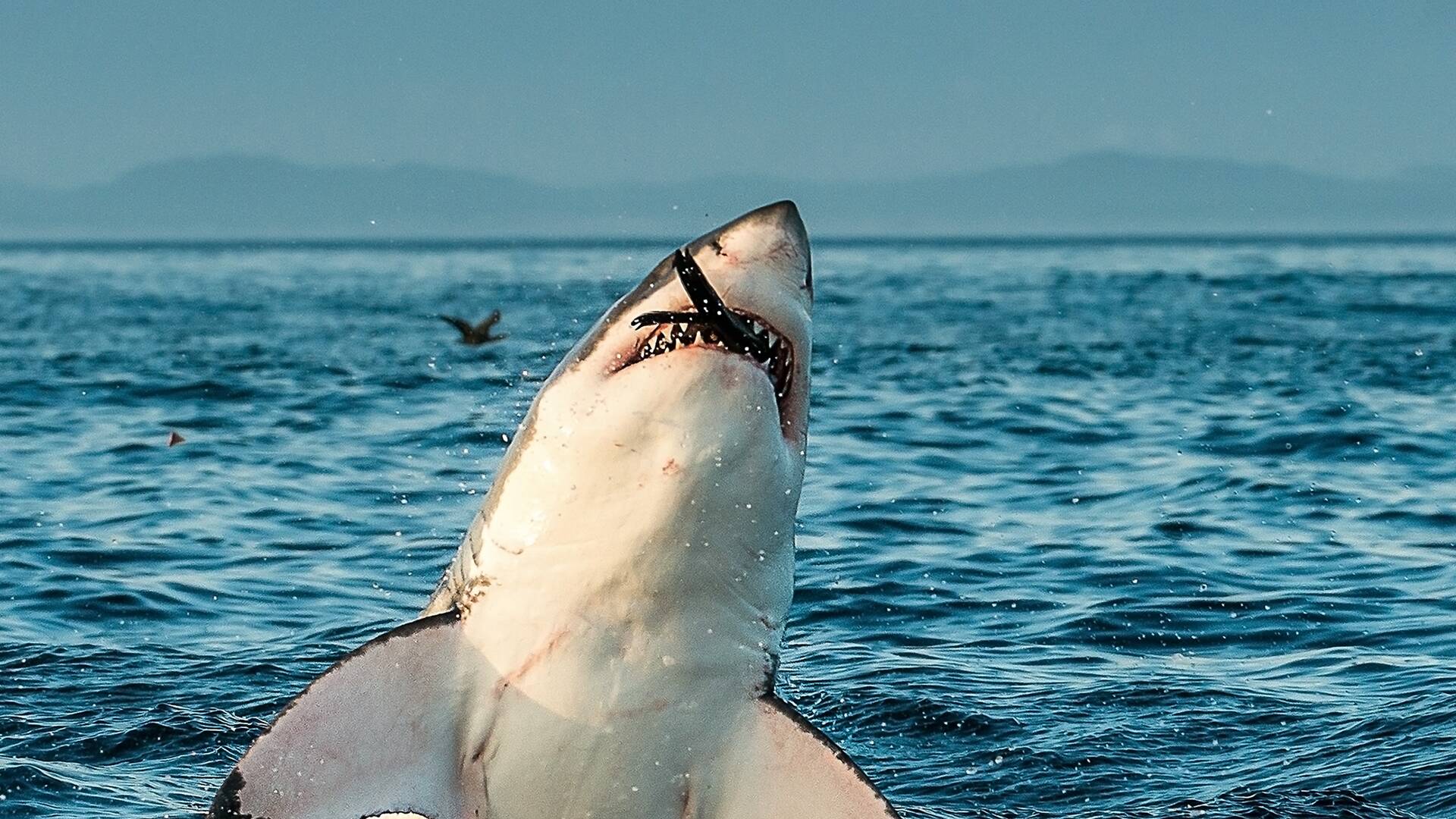 Tiburón vs foca: el dueloÂ