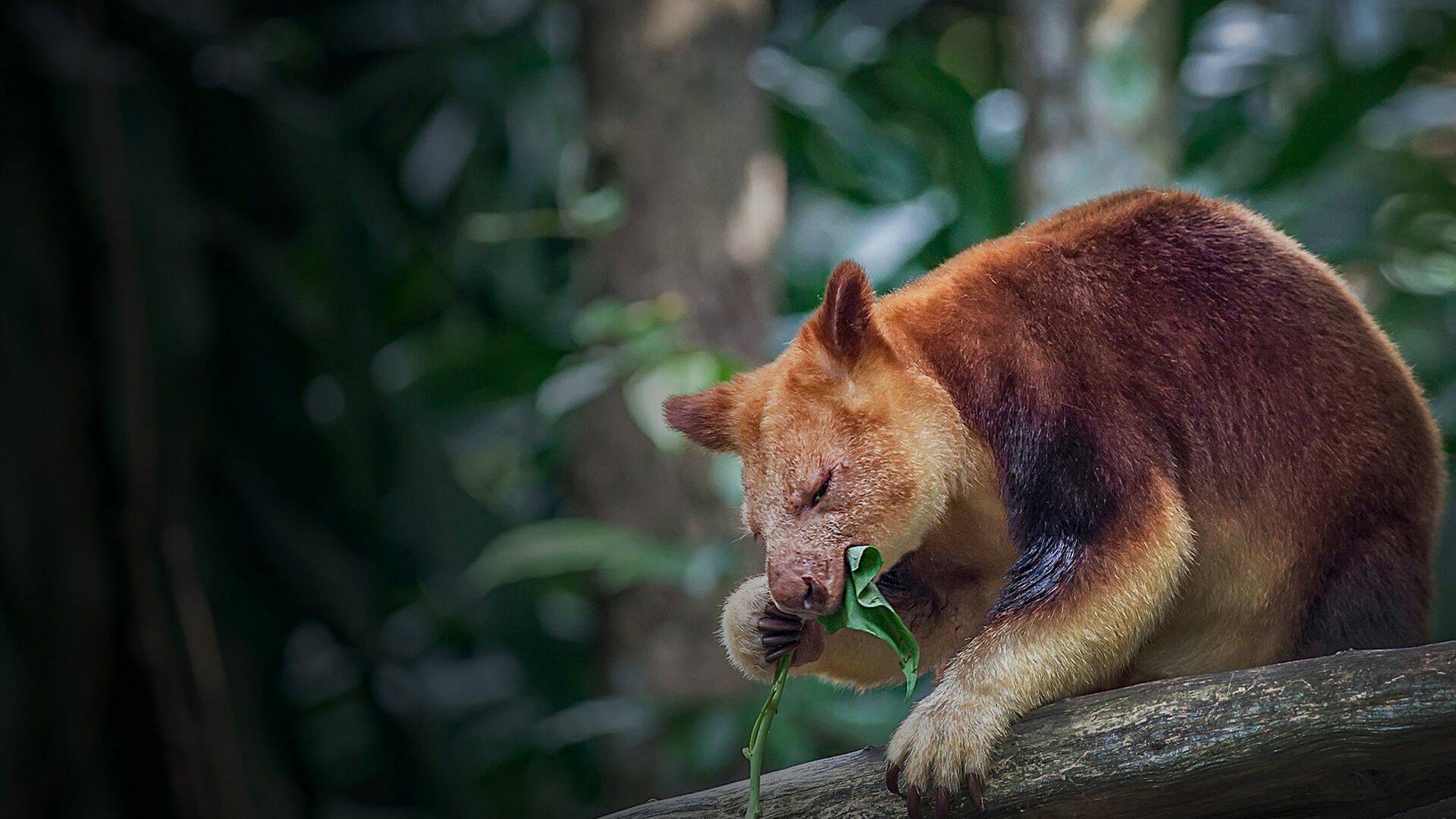 El zoo del Bronx,... (T5): Danza de jirafas