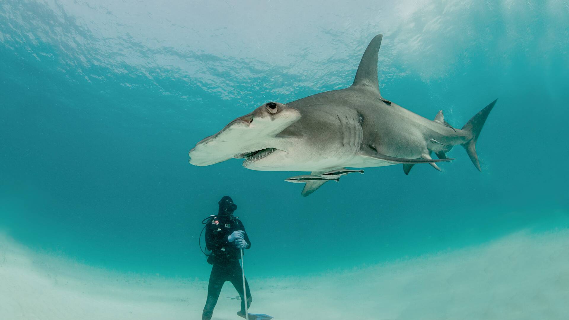 Tiburones de las Bahamas