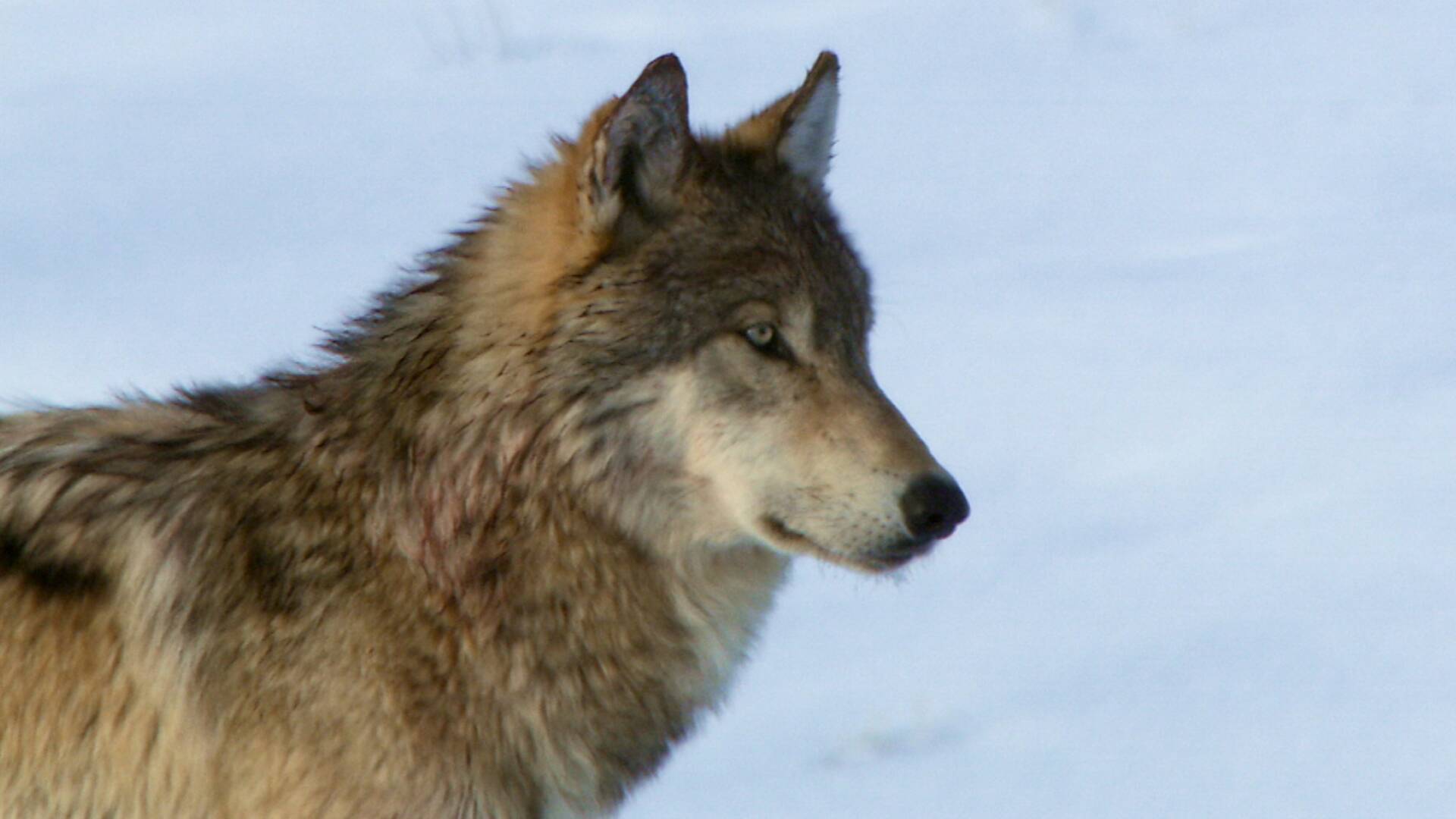 La Dinastía Del Lobo De Yellowstone: Sucesión