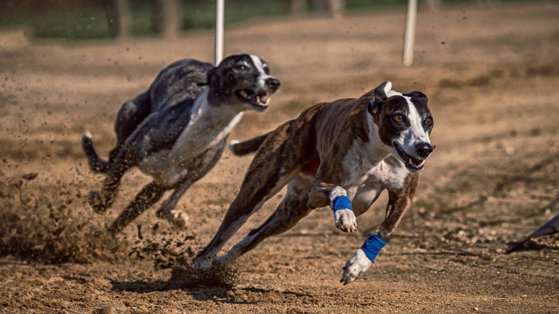 Enganchados por el galgo