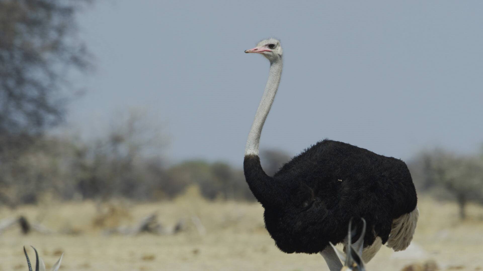 El misterio de las aves prehistóricas