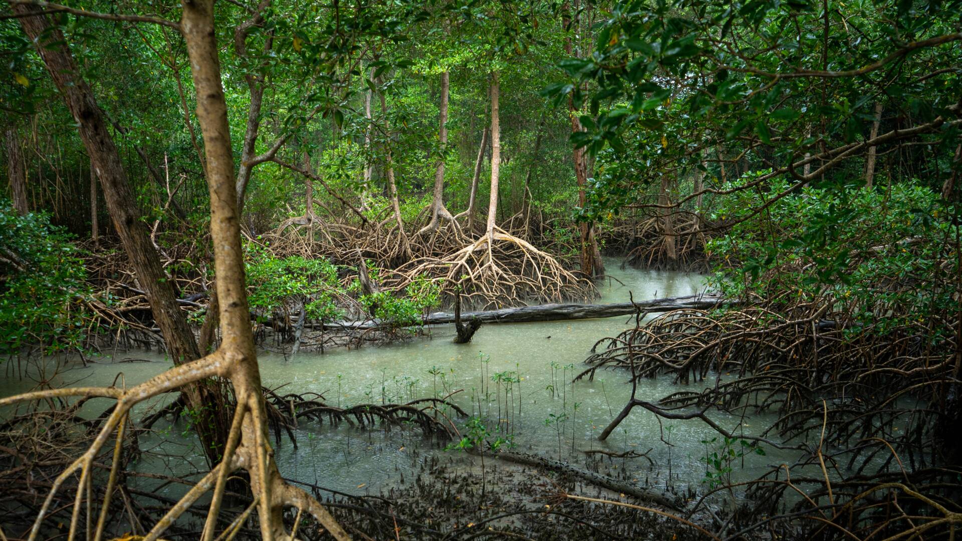 Expedición Al Amazonas 