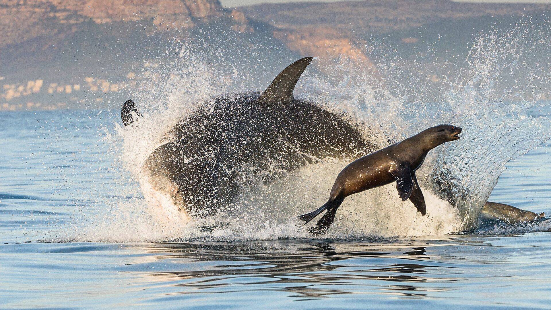 Tiburón blanco: la foto imposible