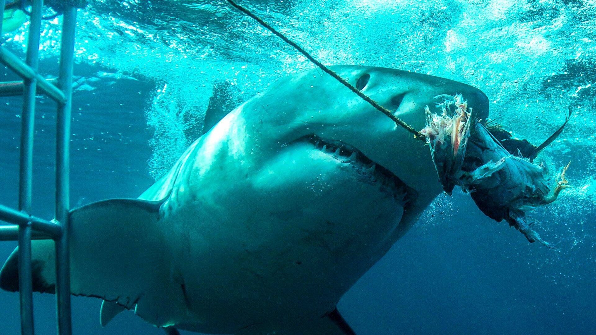 Tiburón blanco, asesino en serie