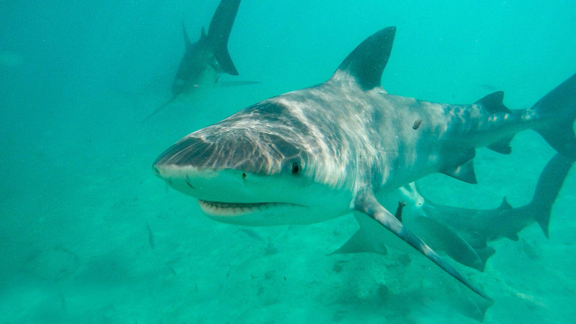 Tiburones en la jungla