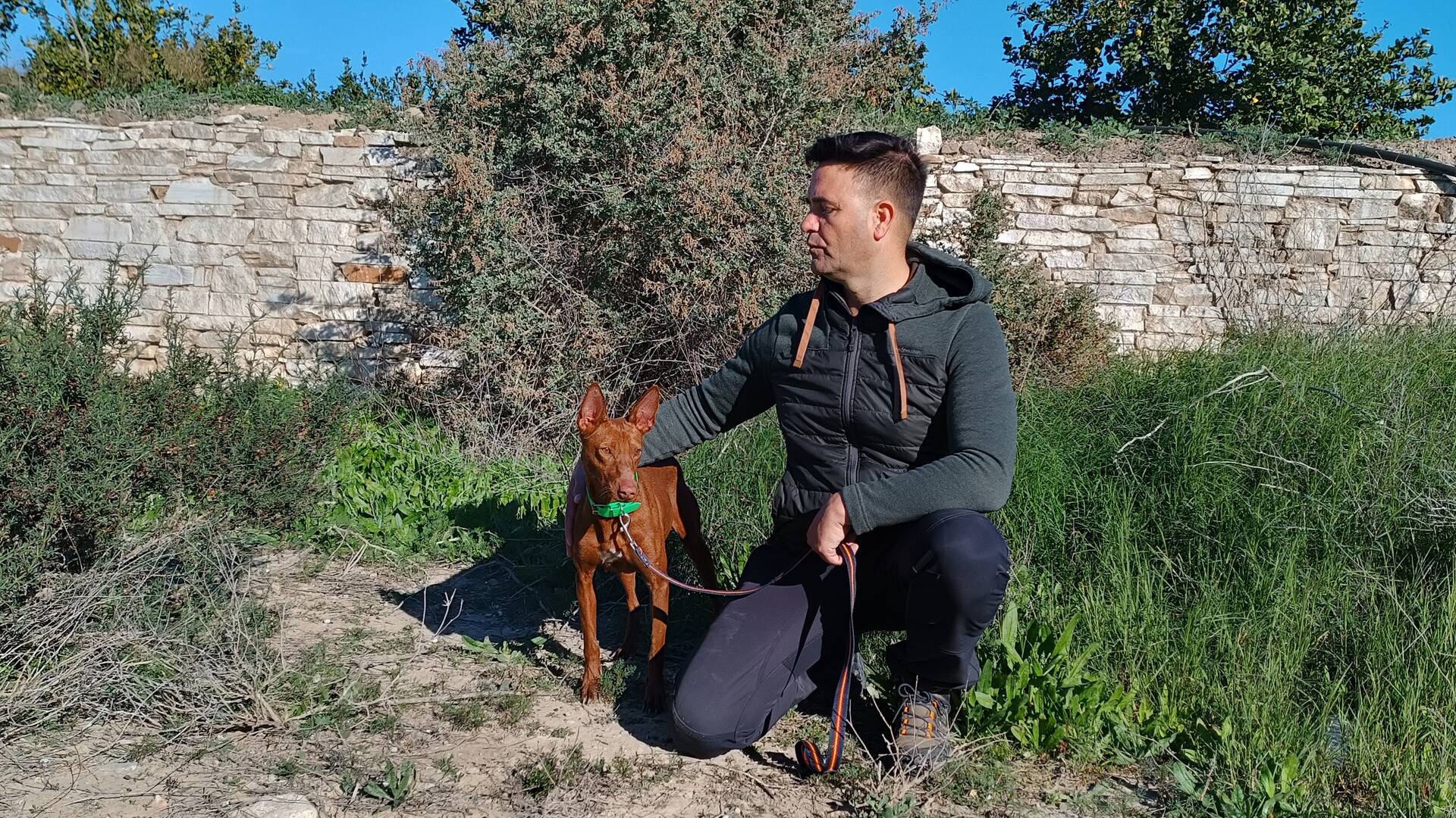 Conejos con podenco chico