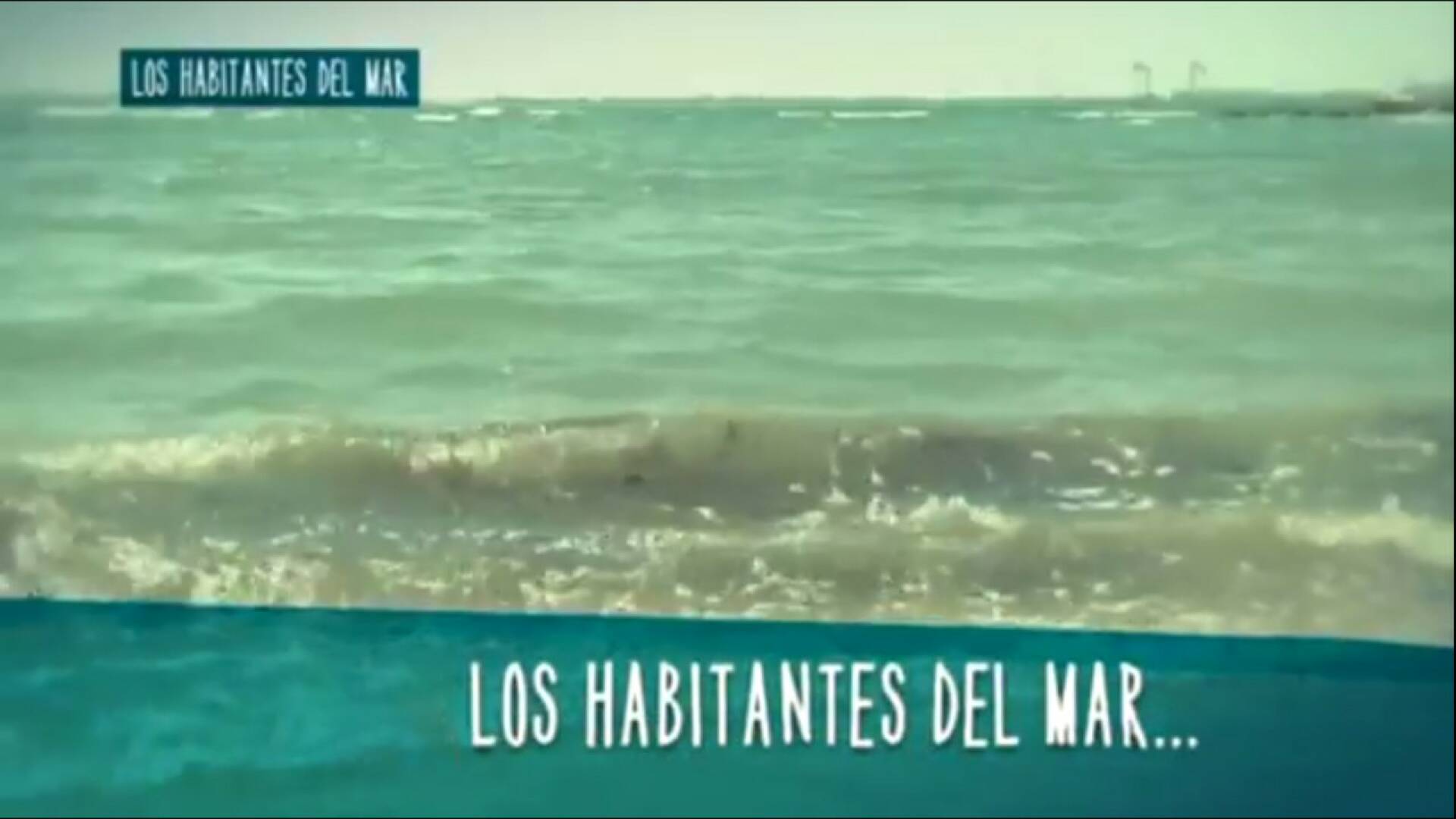 Los habitantes del mar