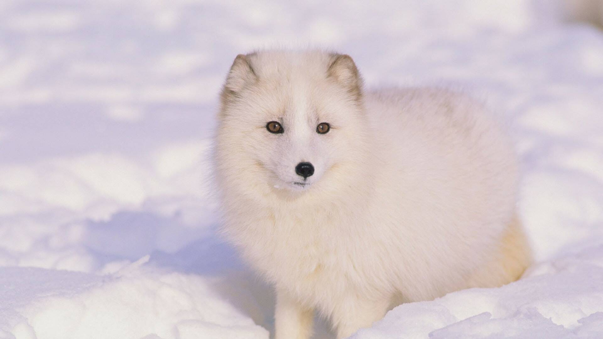 Animales bebé: Hijos predilectos