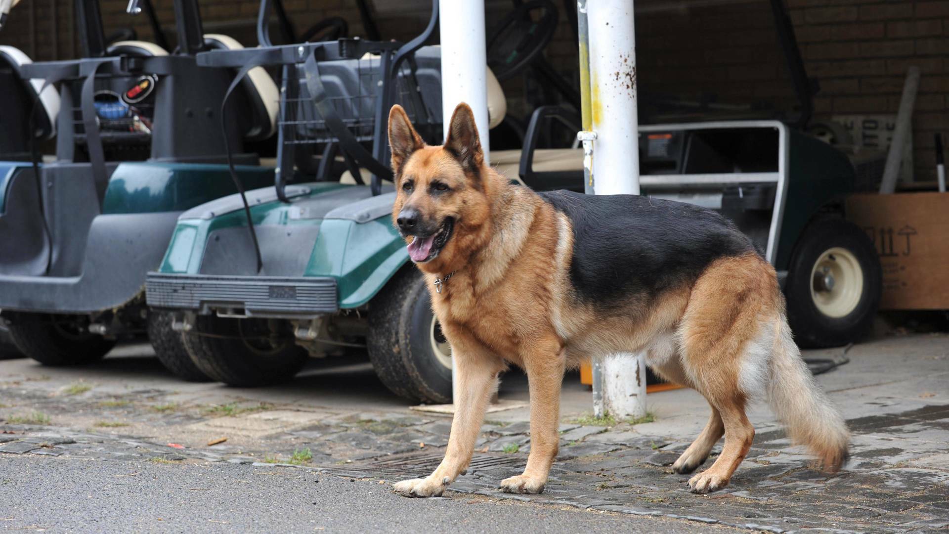 Rex, un policía diferente