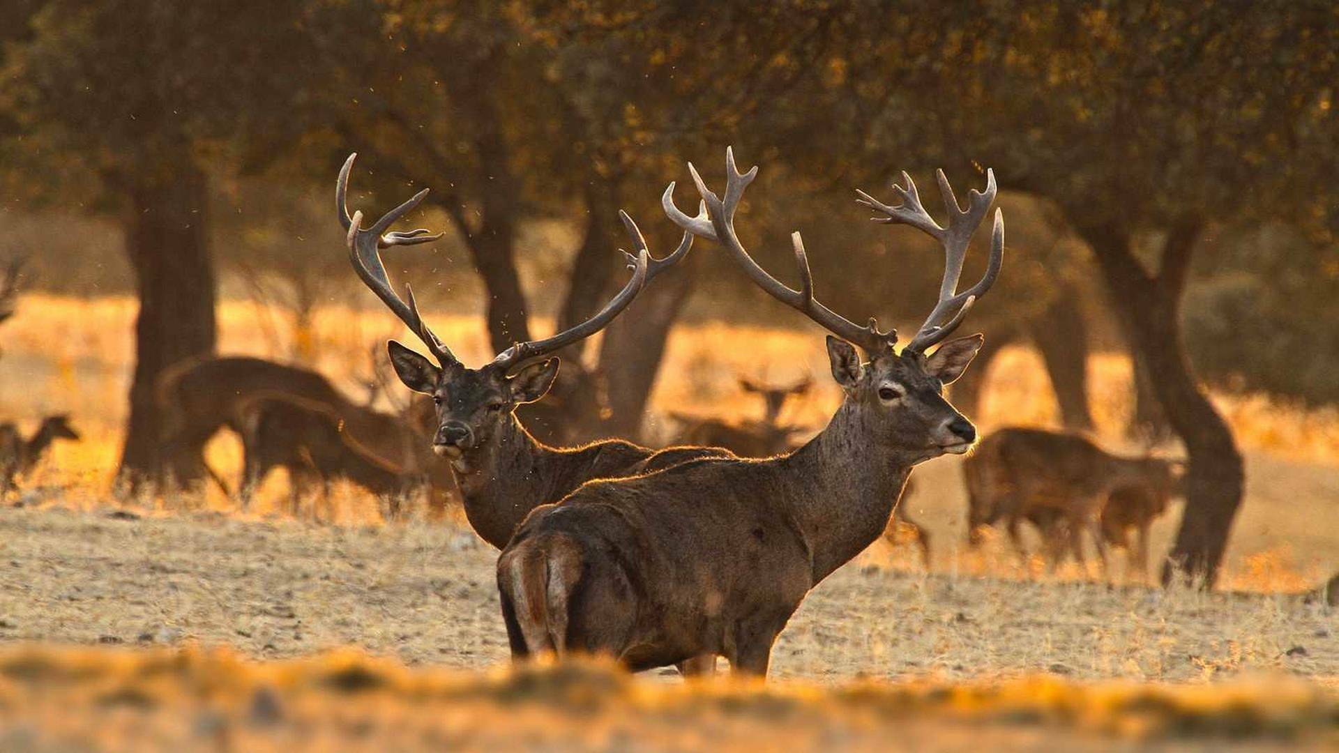 Extremadura, el paraíso natural de Europa