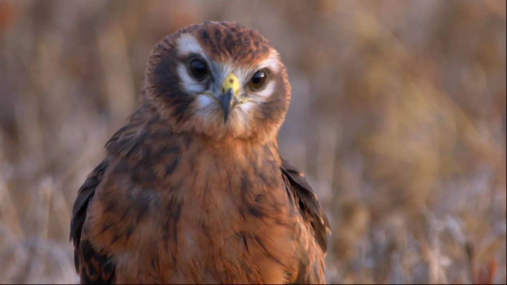 Aguilucha, el espíritu indomable de una especie amenazada