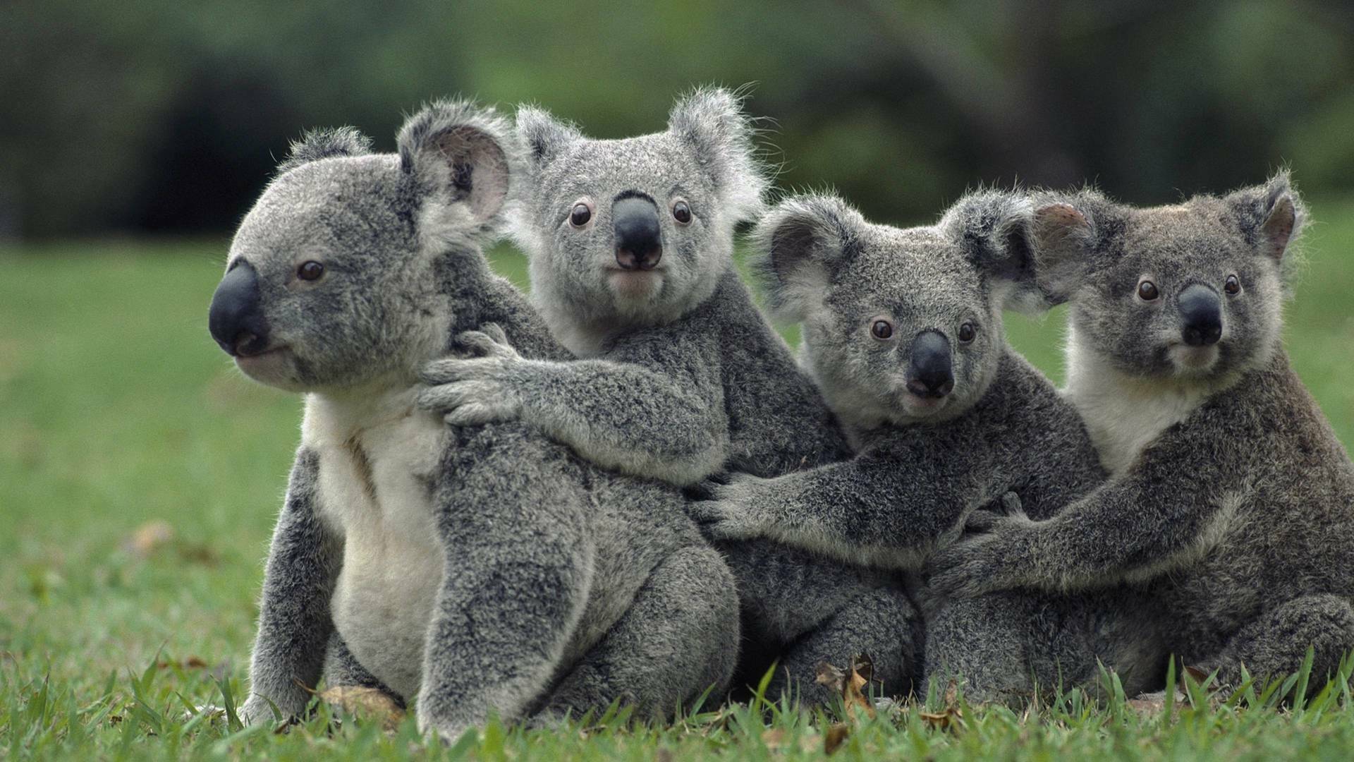 La vida secreta de los...: Nación Koala