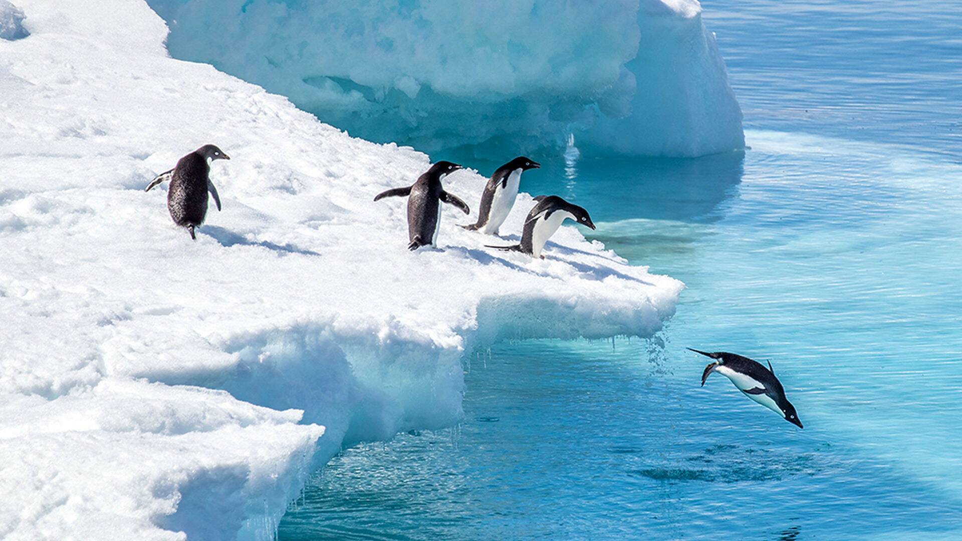 El reino de los pingüinos