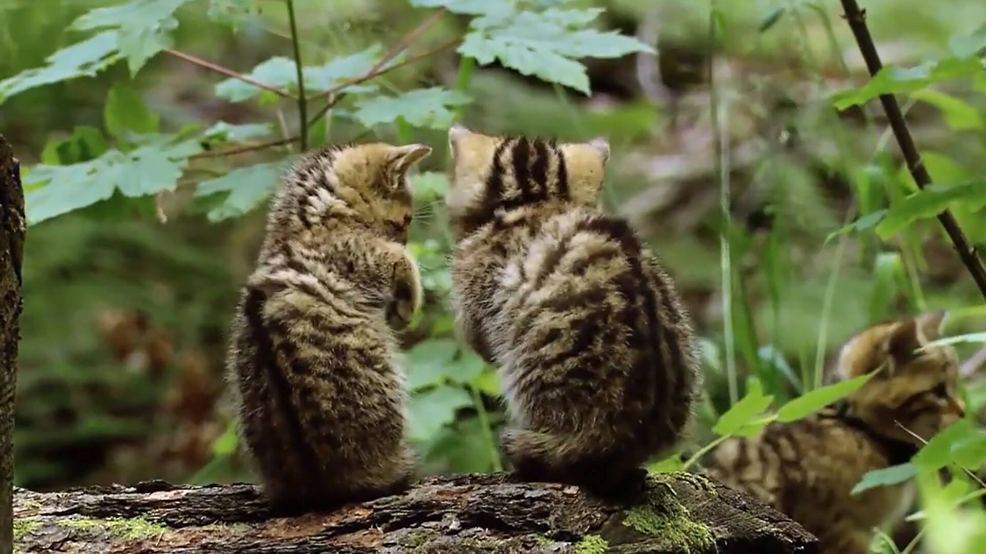 Pequeños felinos, grandes personalidades