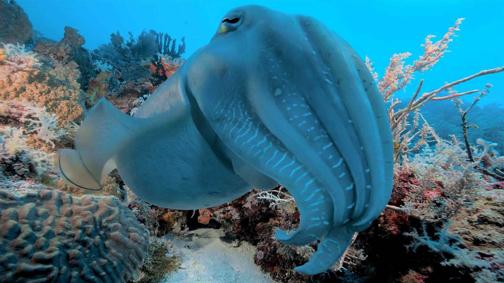 Into the blue: Bahía de tritón