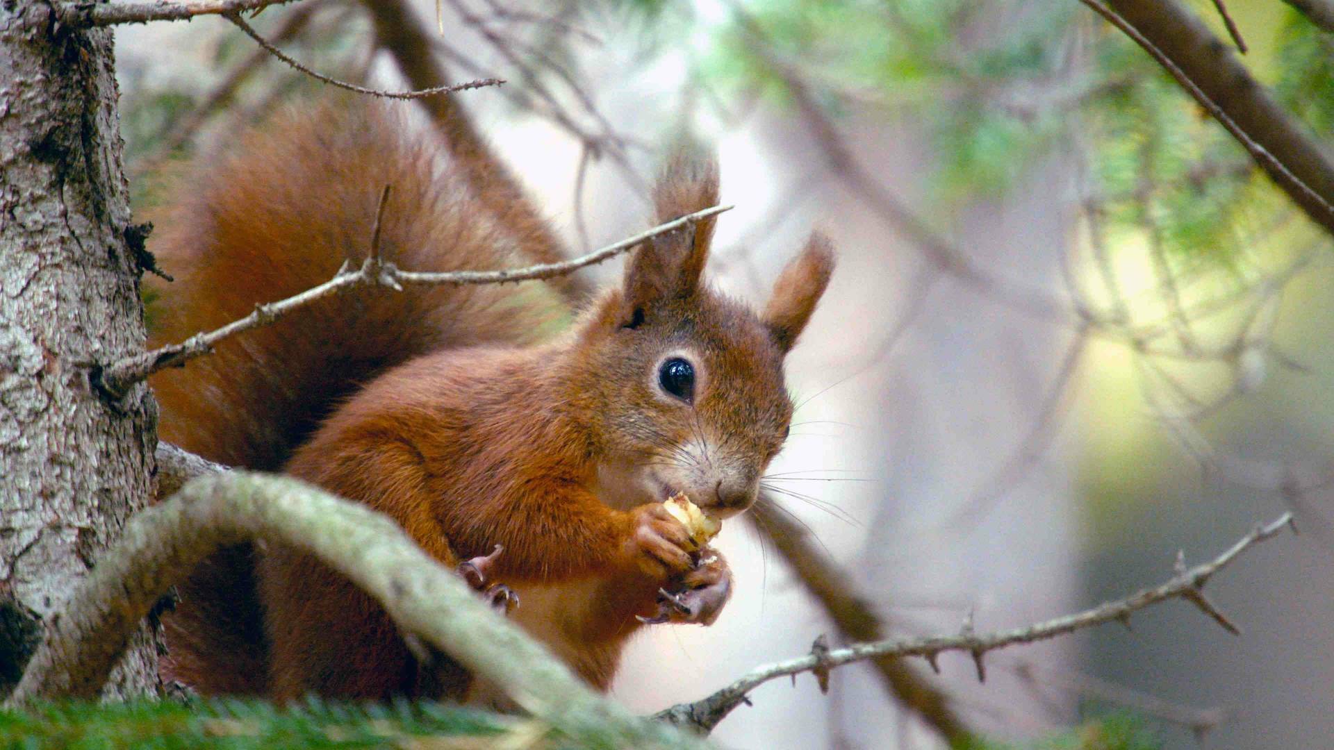 Secrets of Squirrels