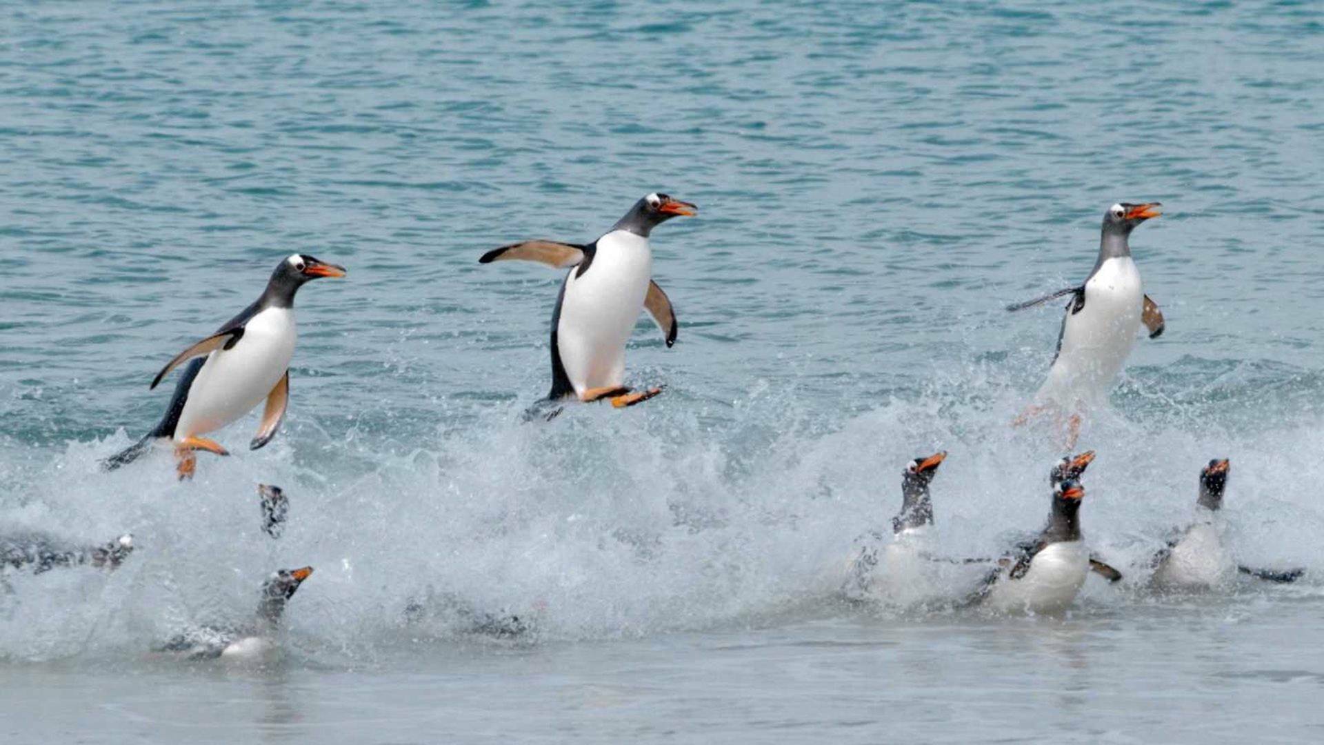 Las islas de los pingüinos: La supervivencia del más rápido