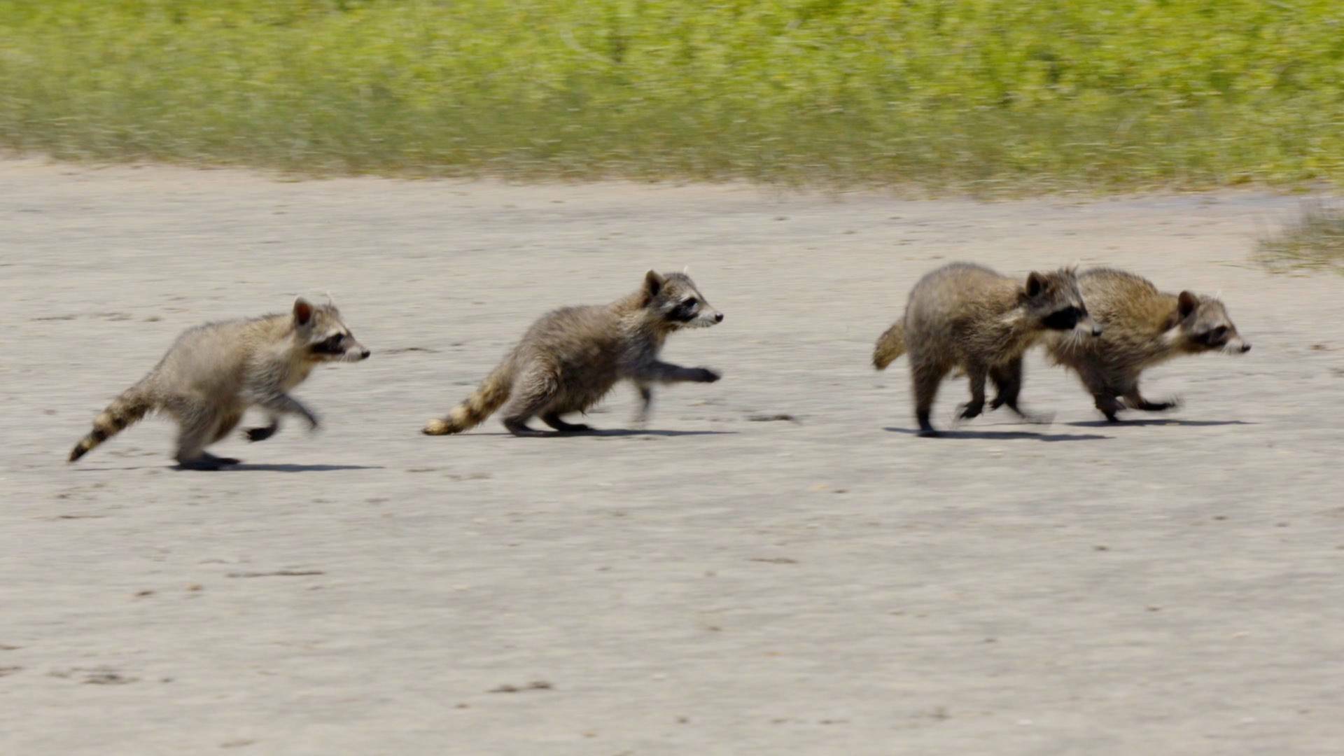 El mapache, el rey de la supervivencia