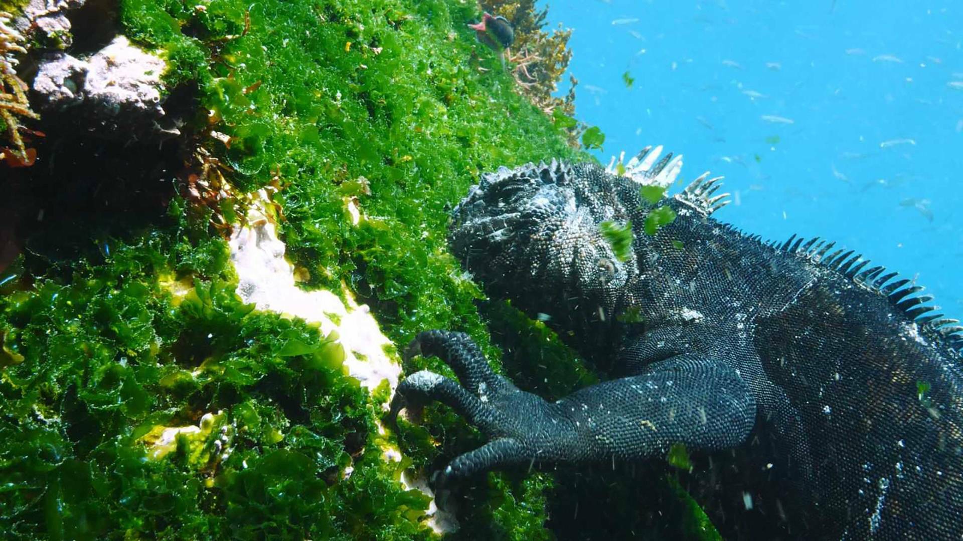 Las Galápagos, la frontera del mundo