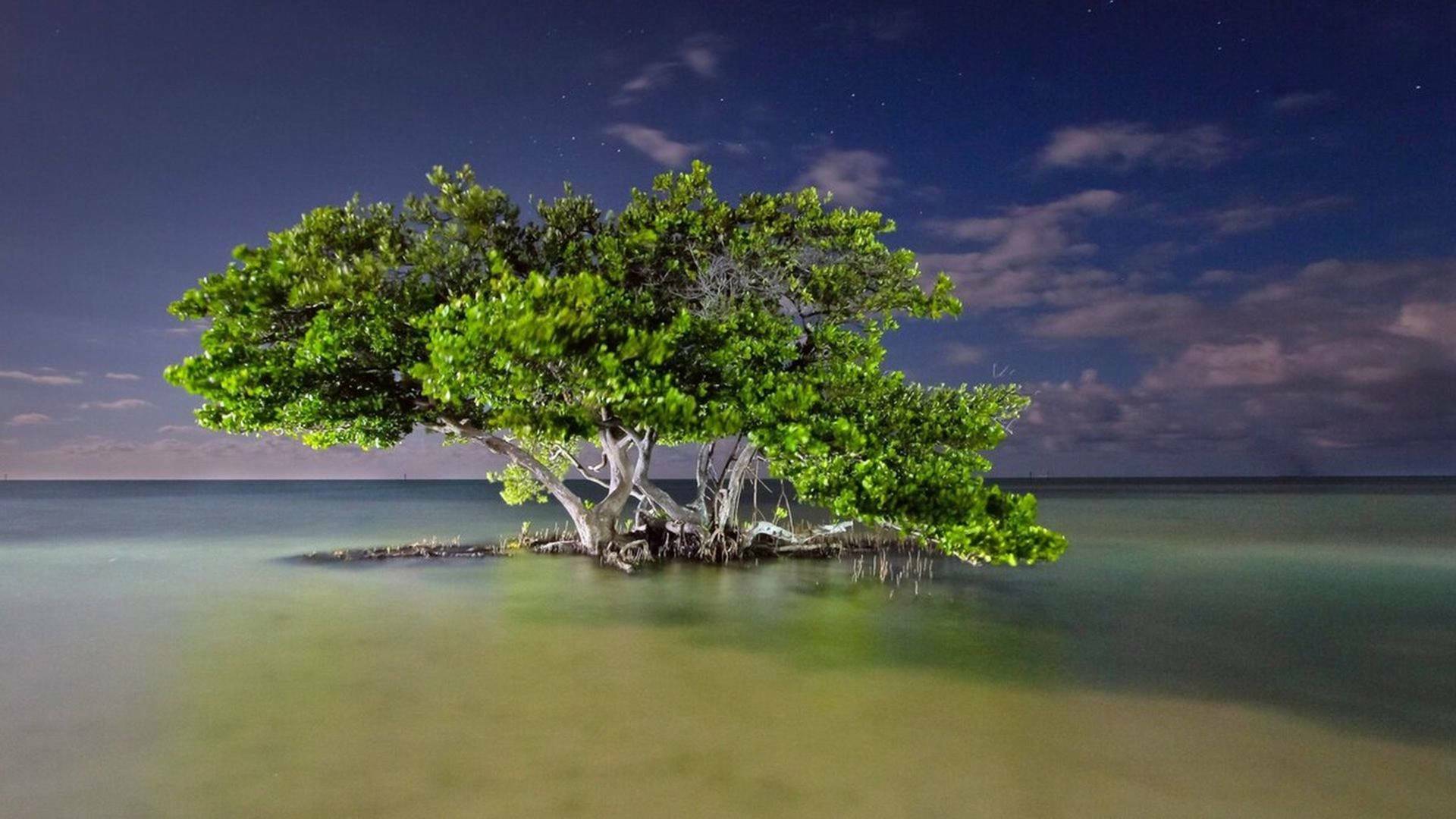 America salvaje. 150 años de parques nacionales en