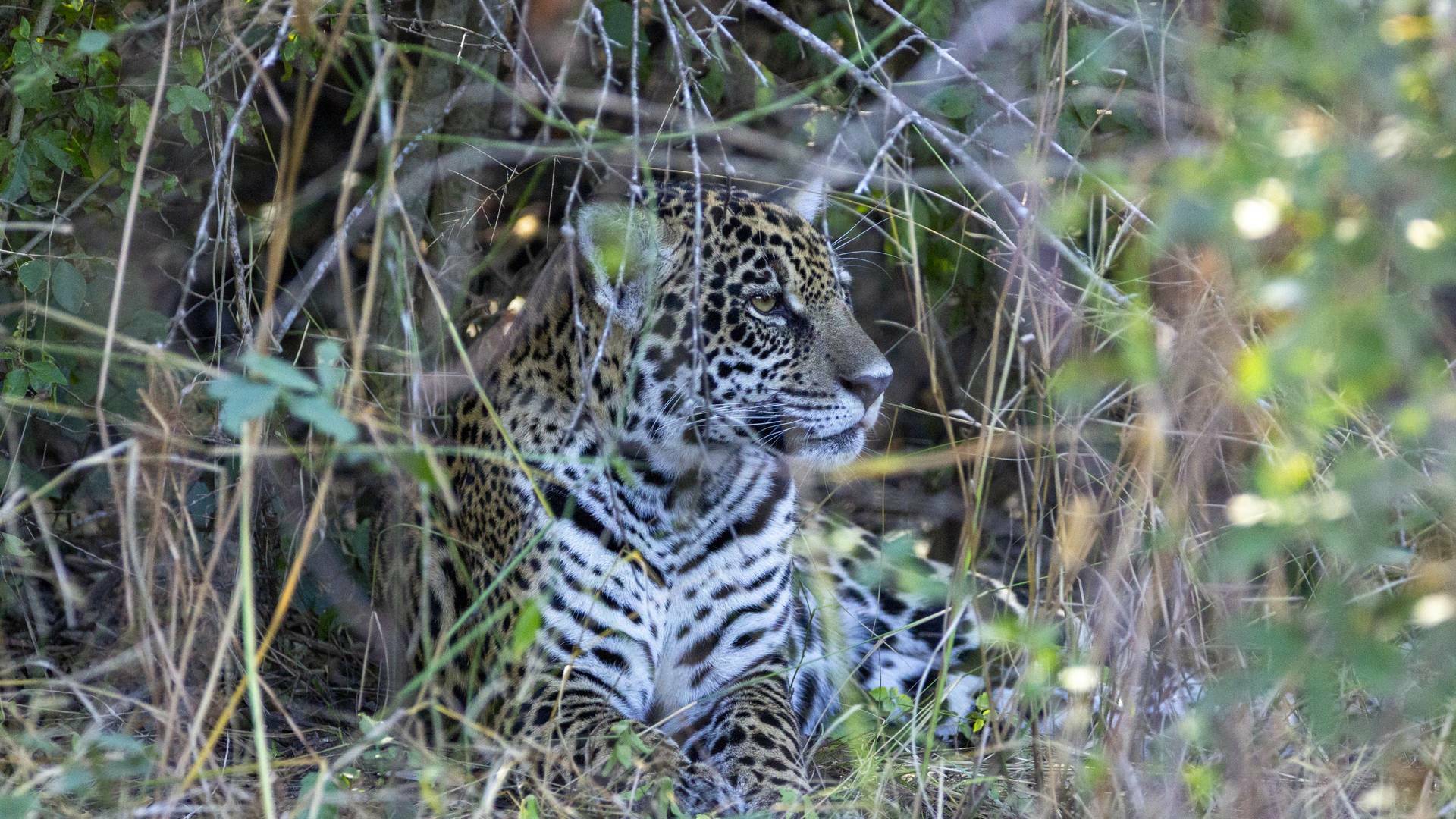 Nacido para ser salvaje: Frida, la cachorra de jaguar