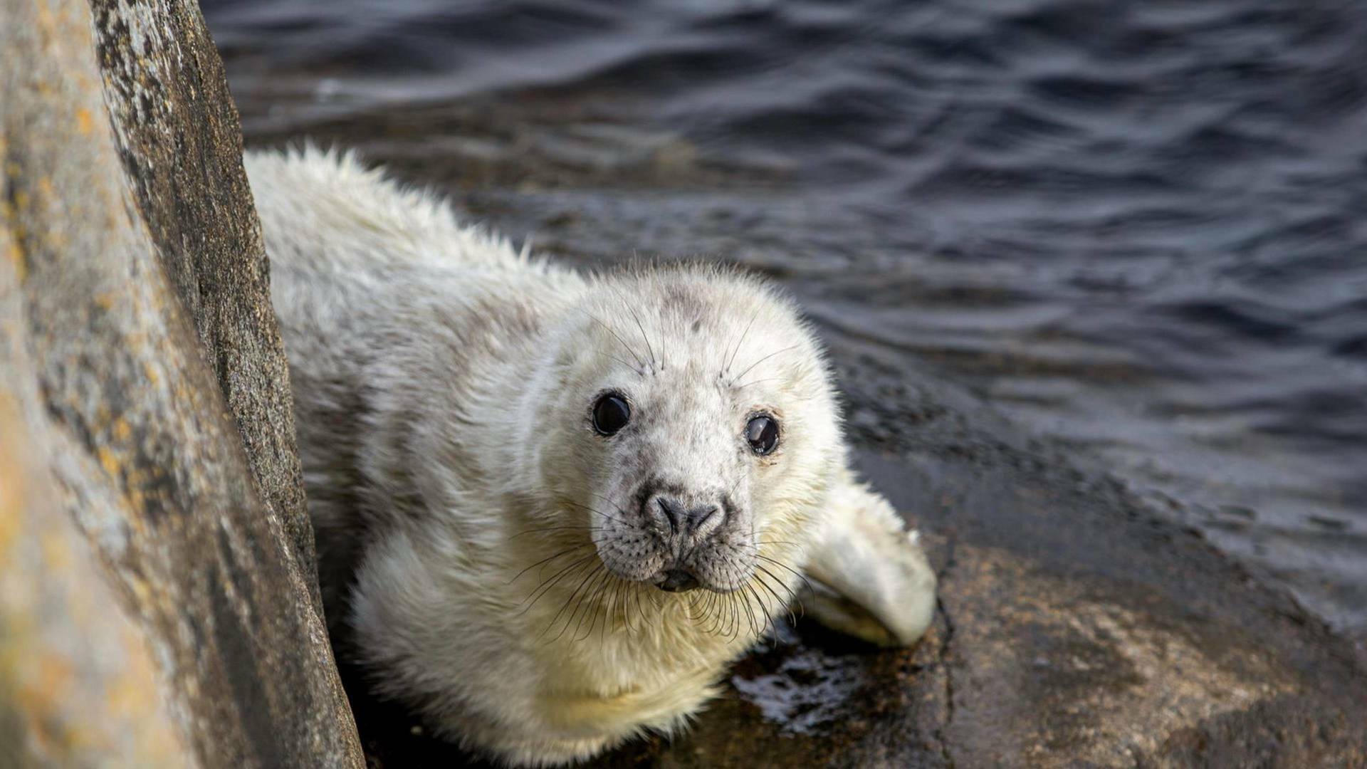 La vida secreta de las focas