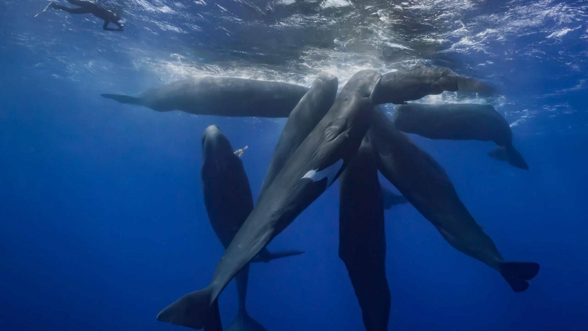 Patrick y las ballenas