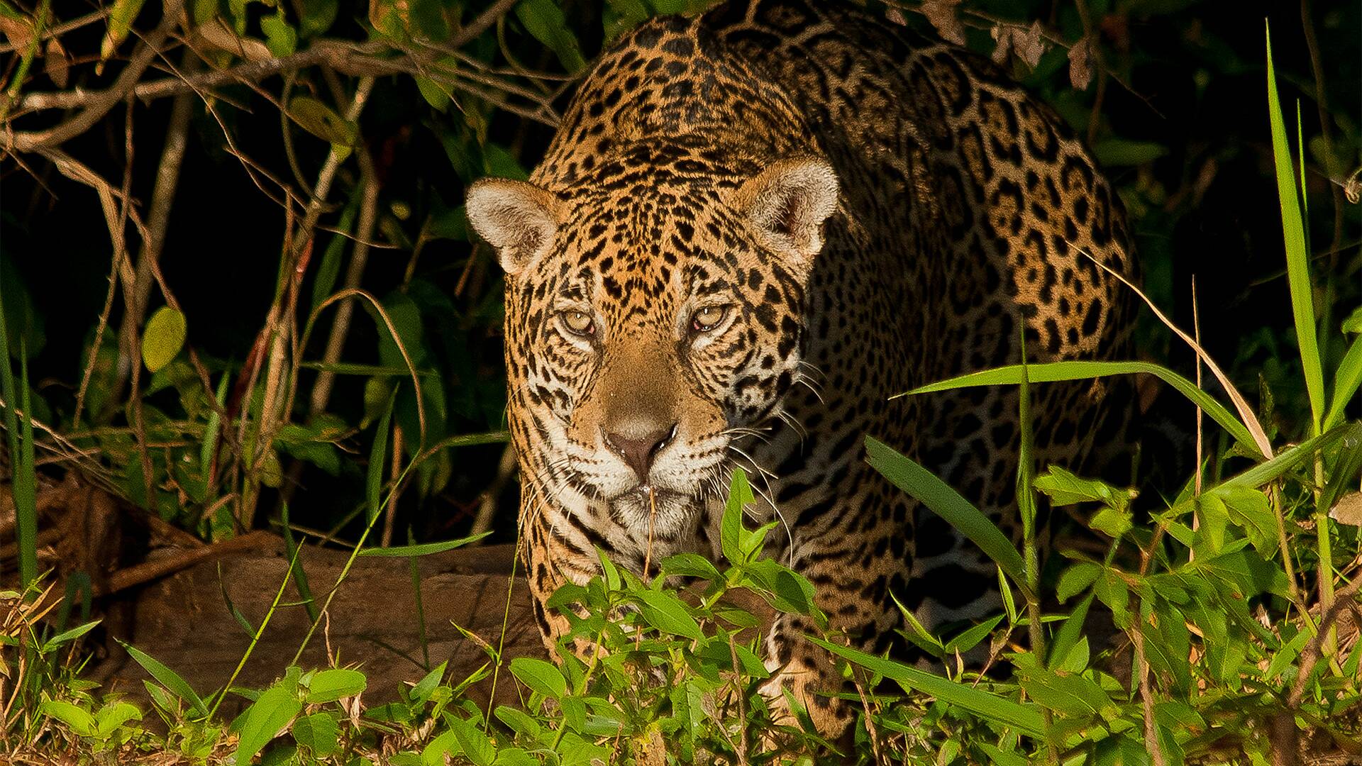 Depredadores alfa: Asesinos animales