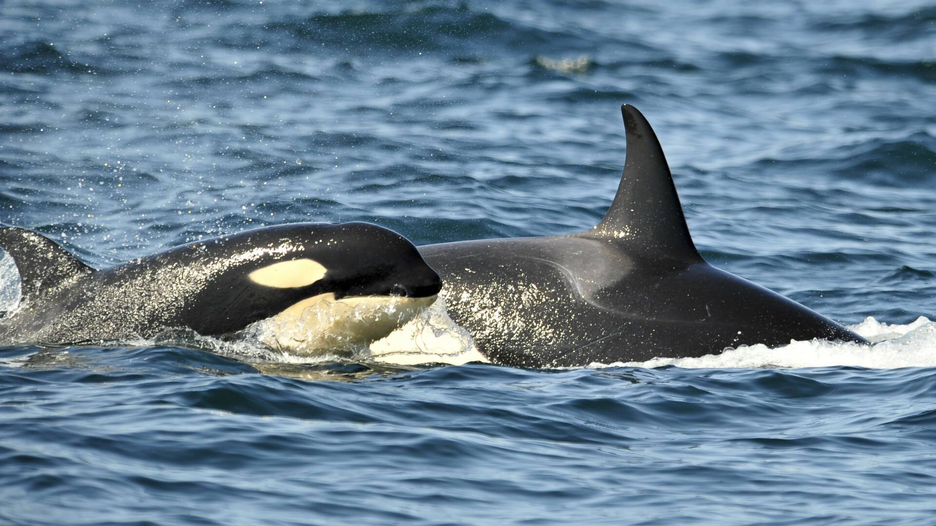 Concebido para matar: La orca