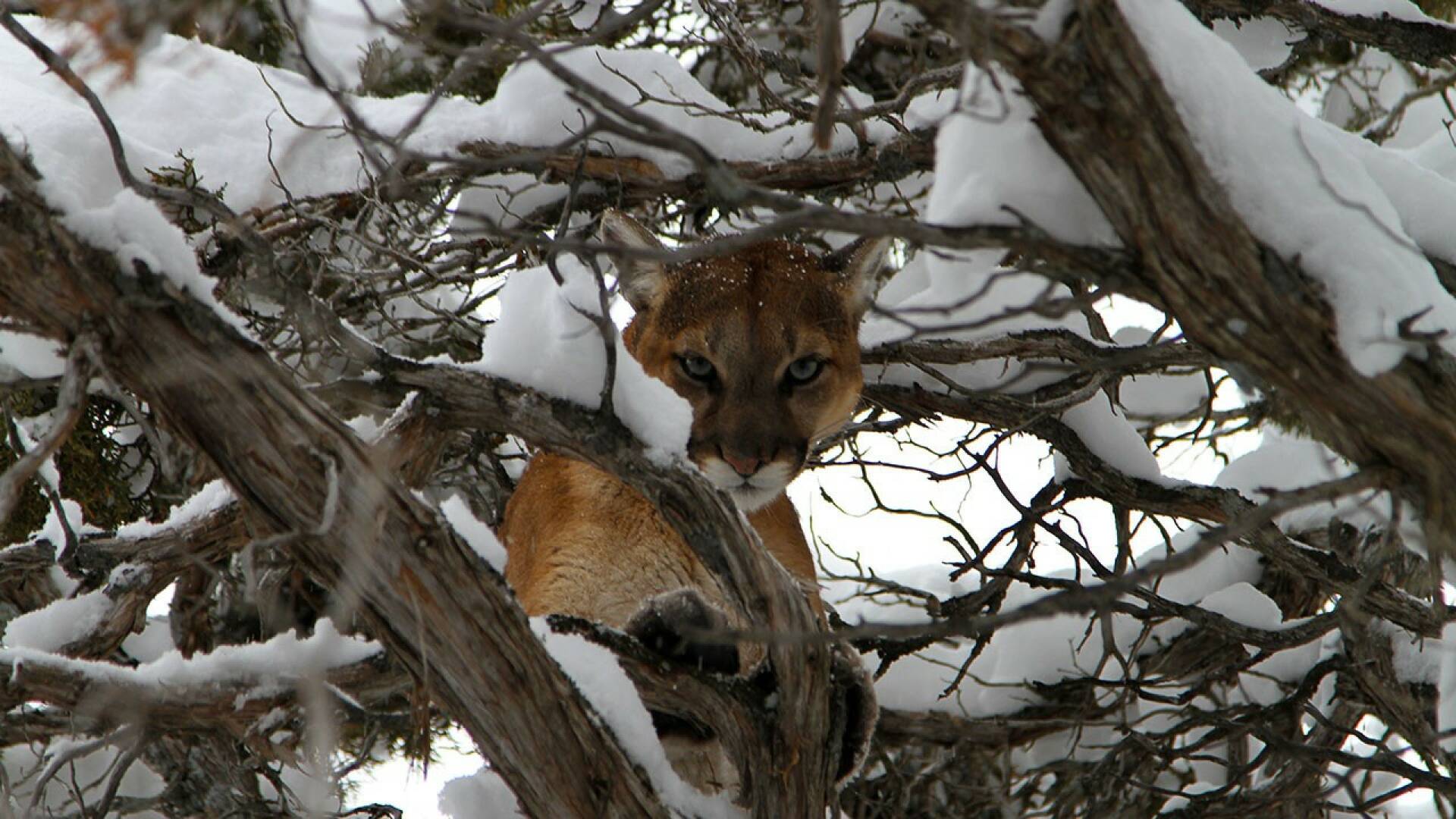 El puma contra el lobo