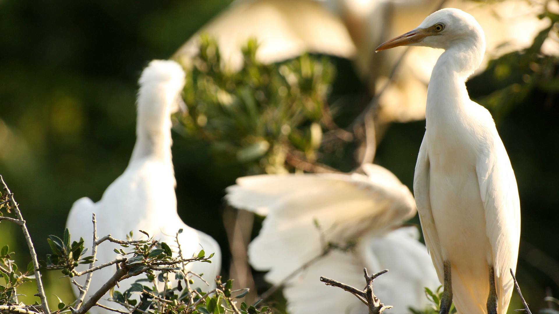 Wild Hawaii: Secretos de las profundidades