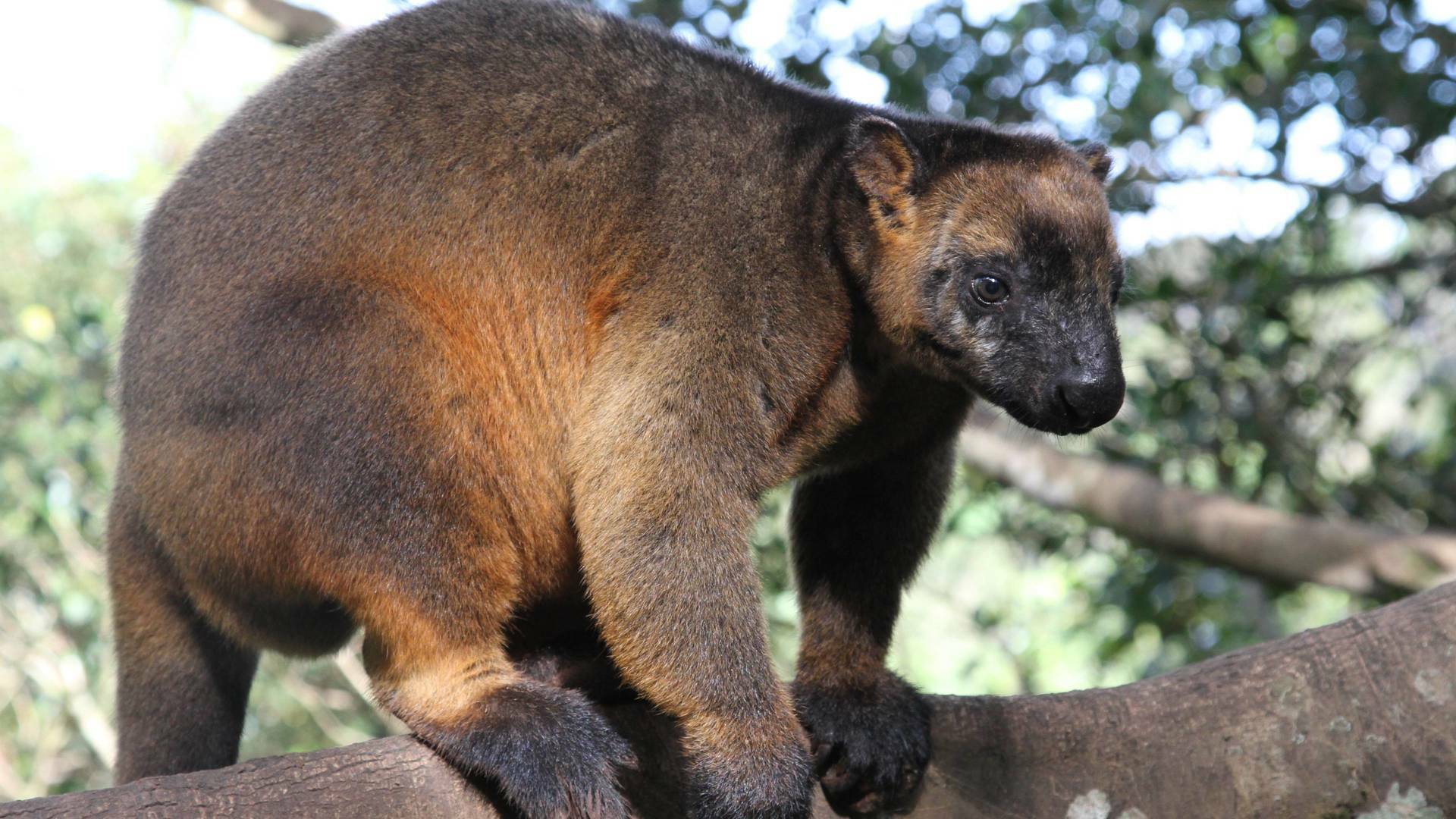 Wild Australia: El reino del Wombat