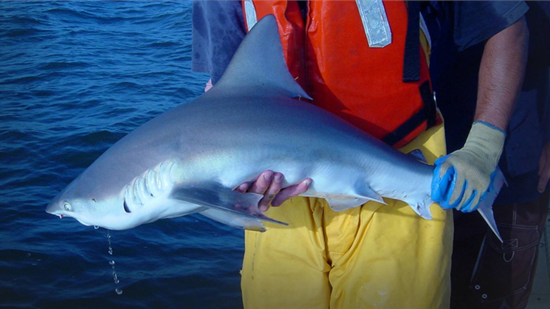 Alerta en América: tiburones