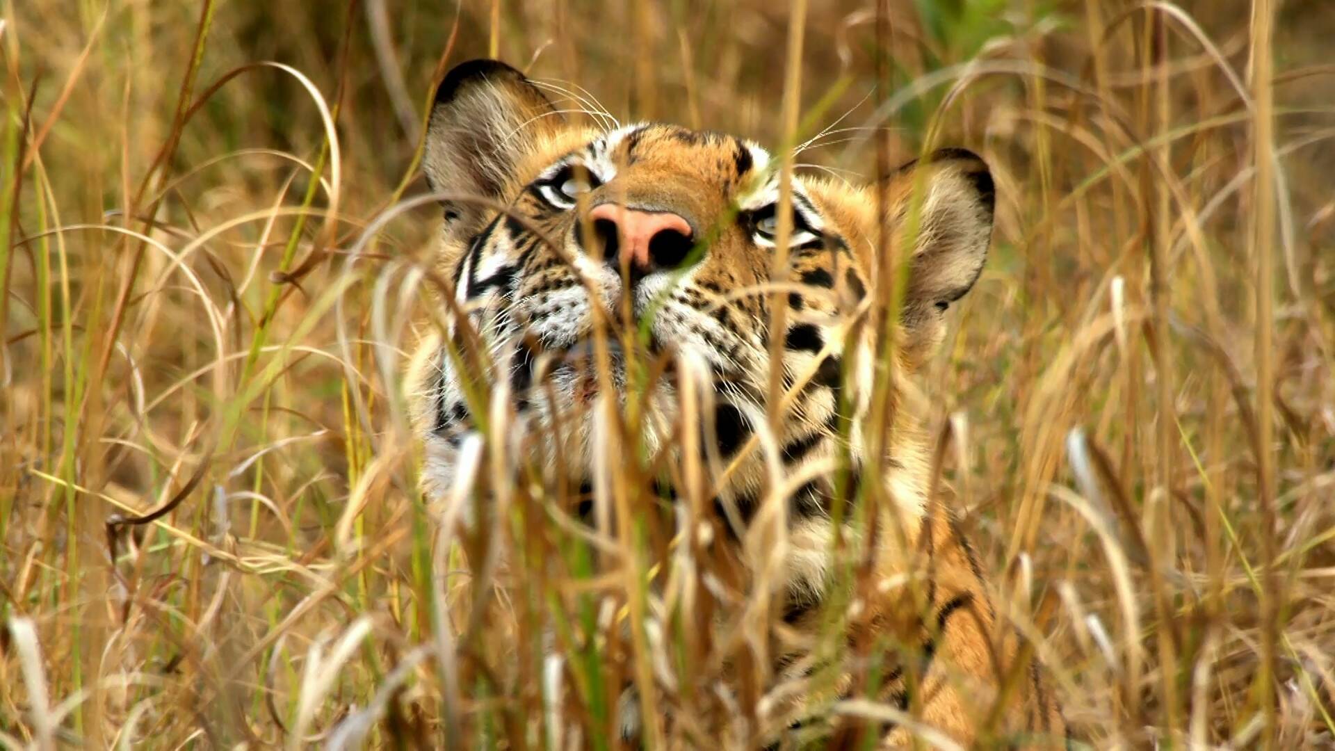 En busca del rey de los felinos