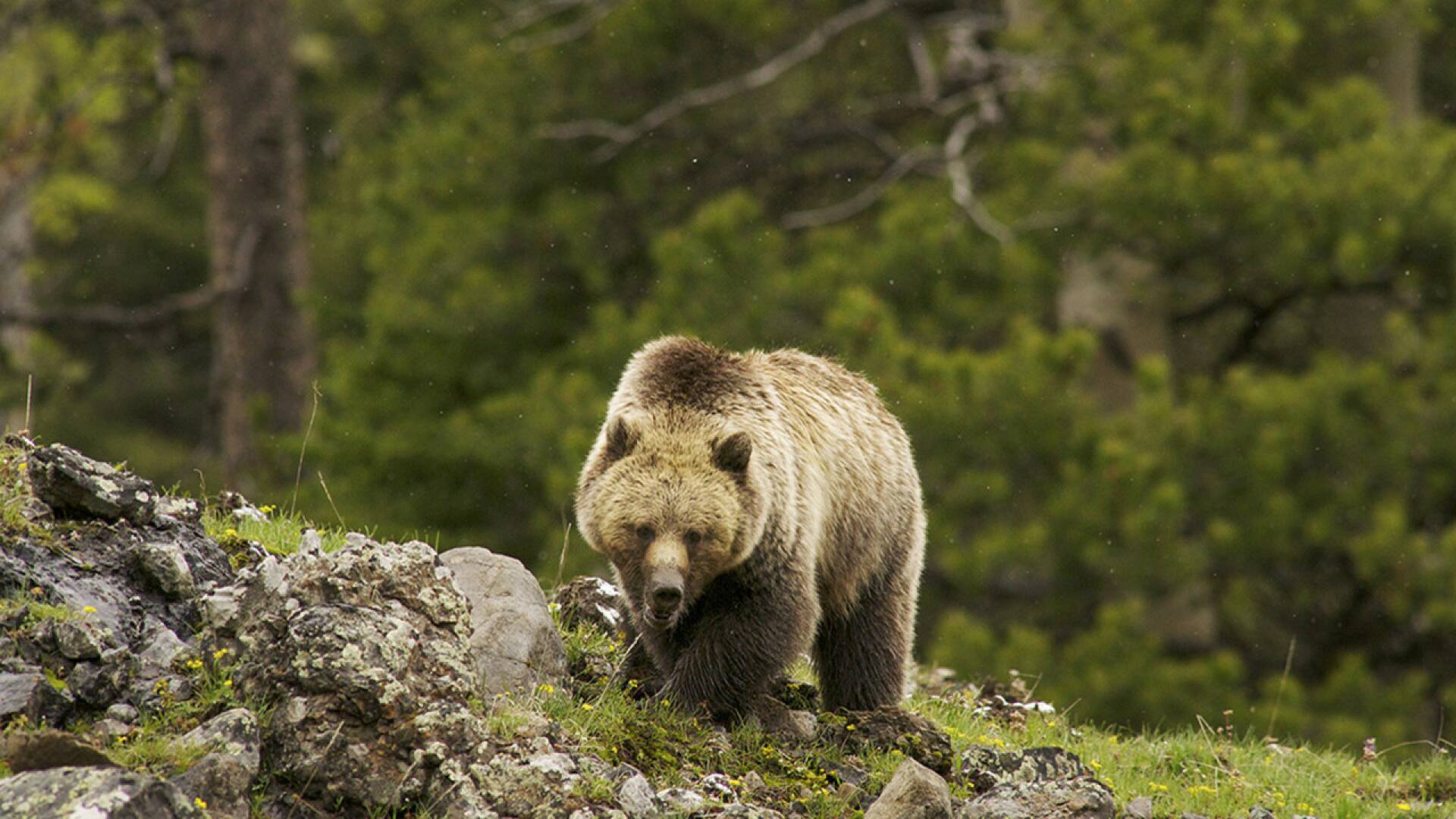 Imperio oso