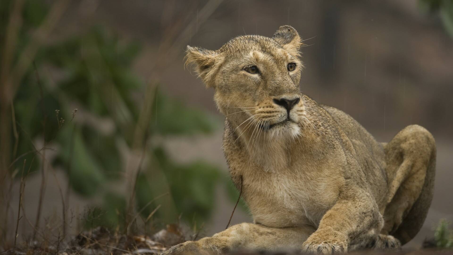 El tigre de Bengala: el rey de la selva