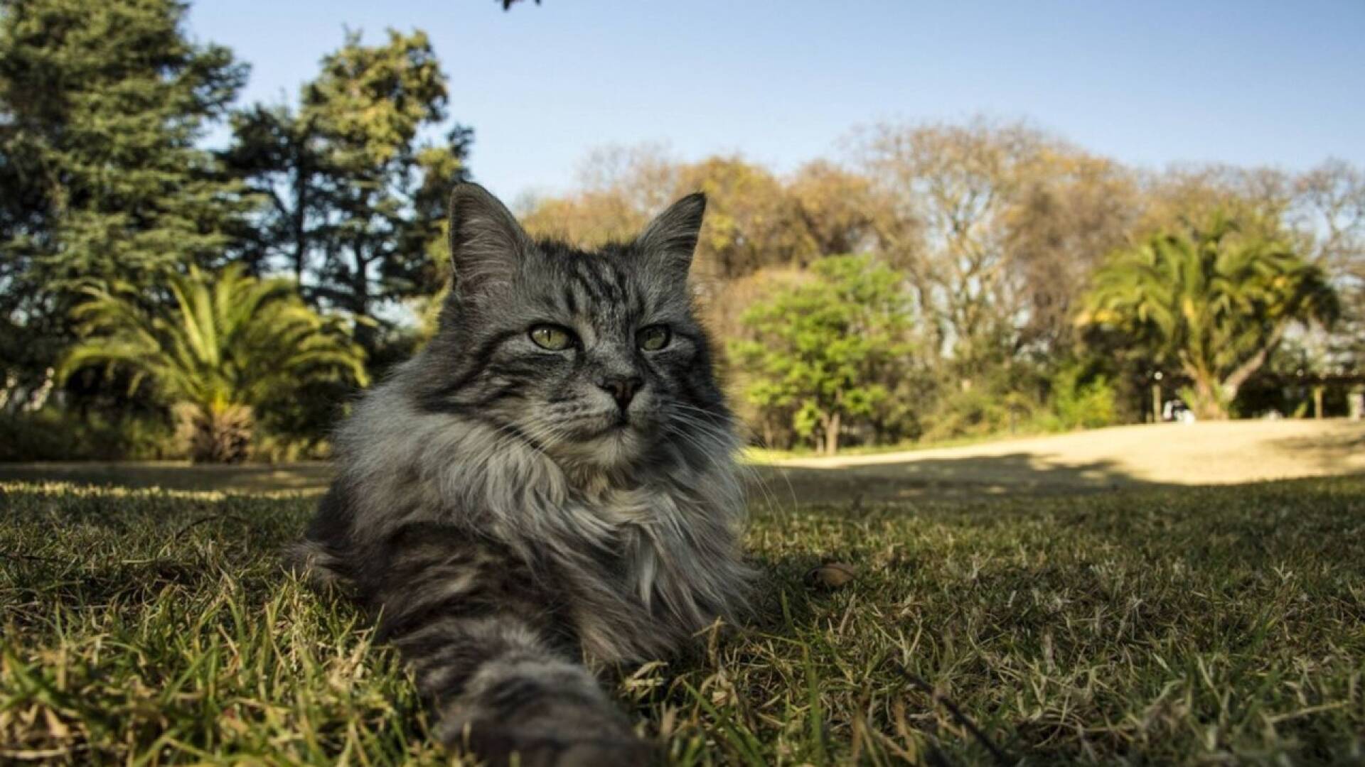 Conociendo a los felinos